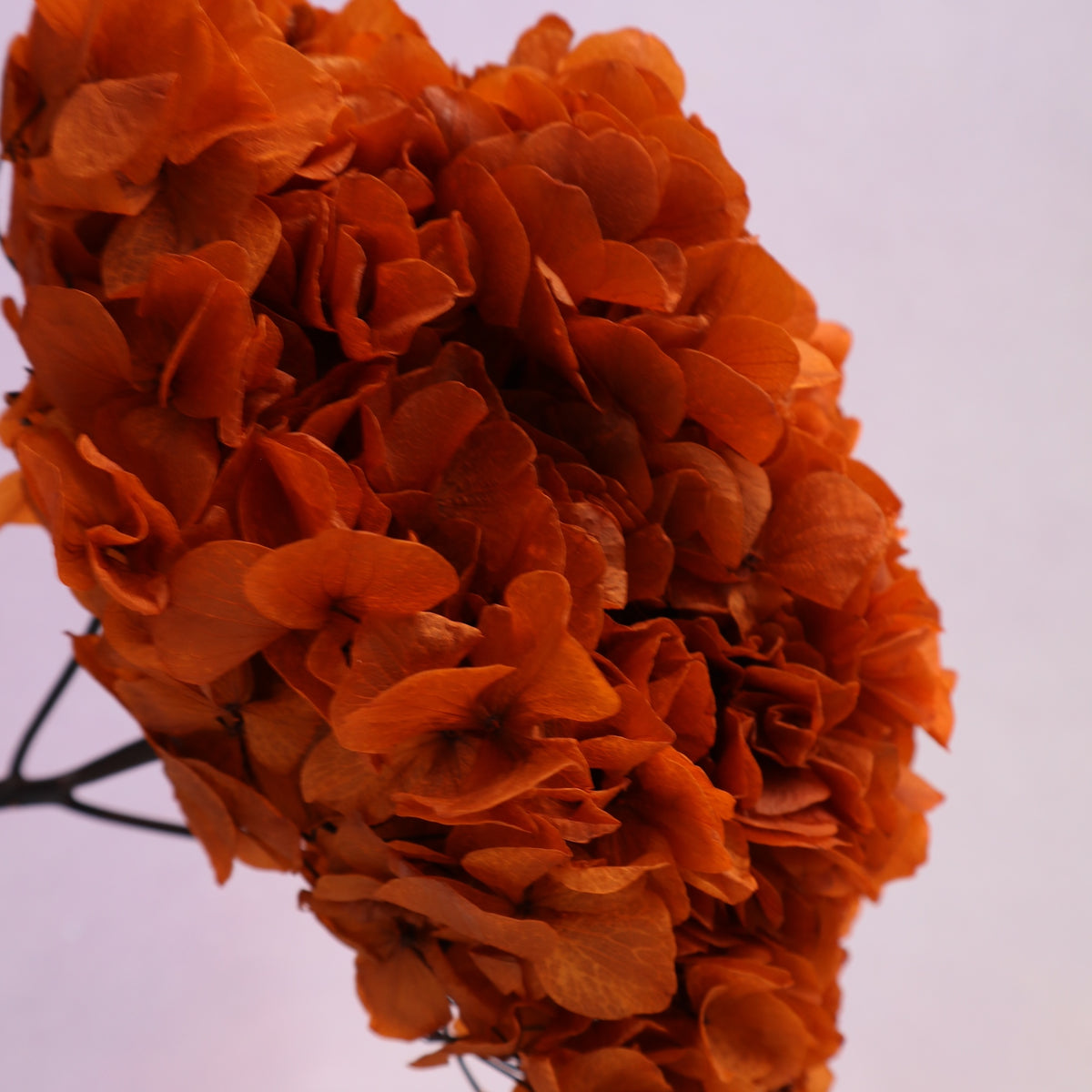 Hydrangea Bigleaf Burnt Orange