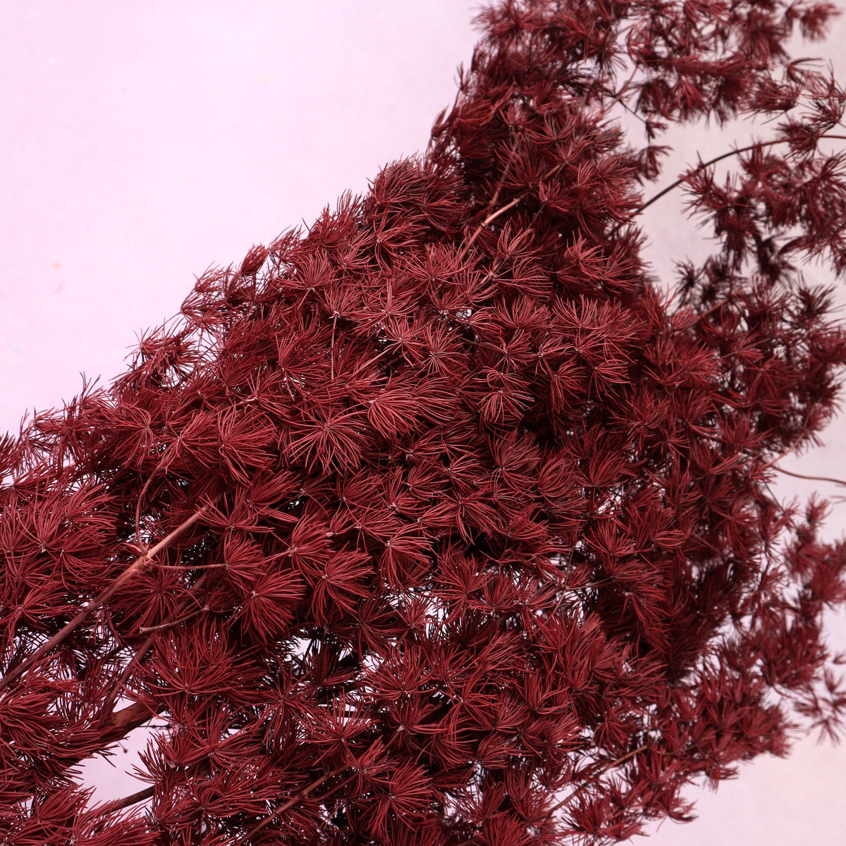 Ming Fern Burgundy