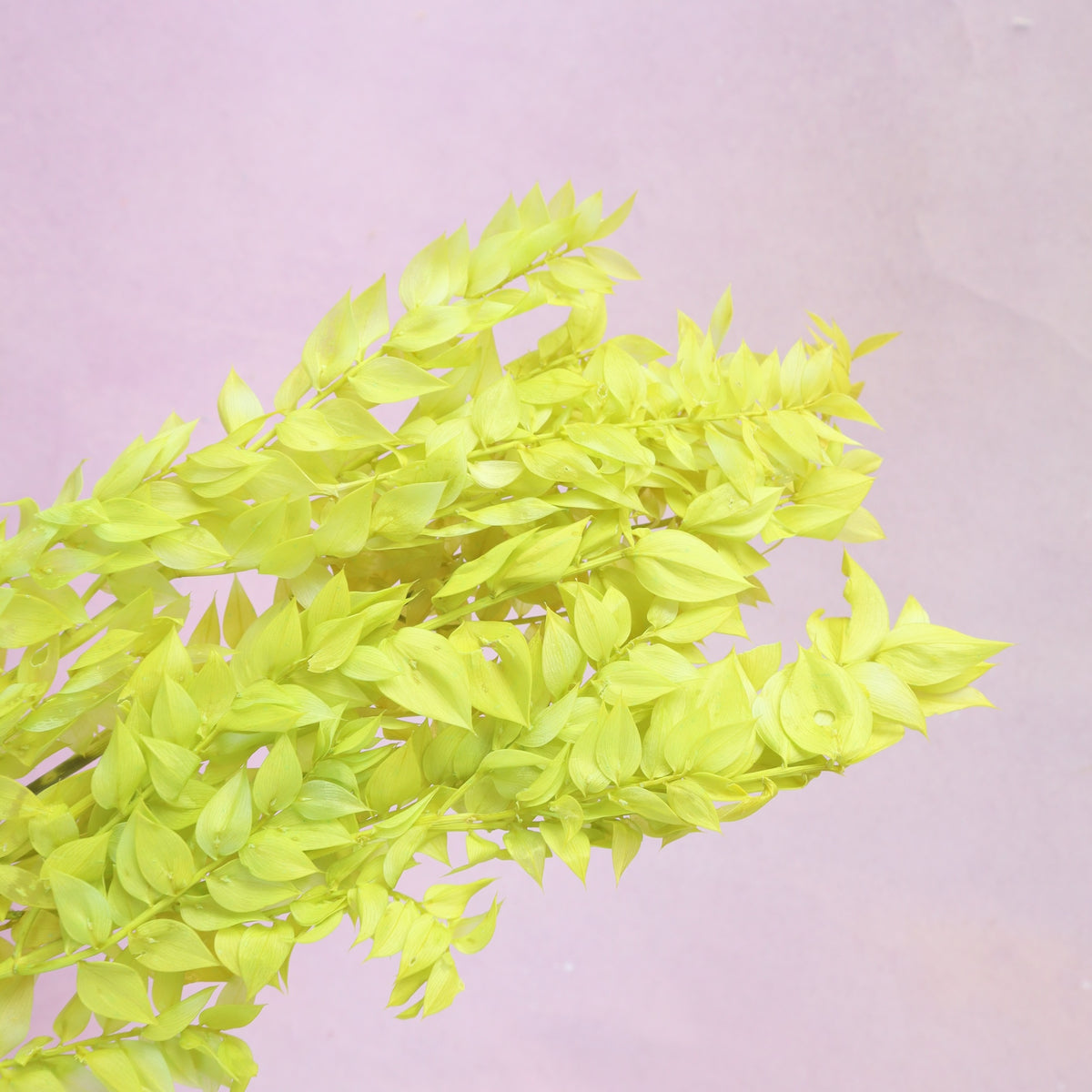 Italian Ruscus Lime Green
