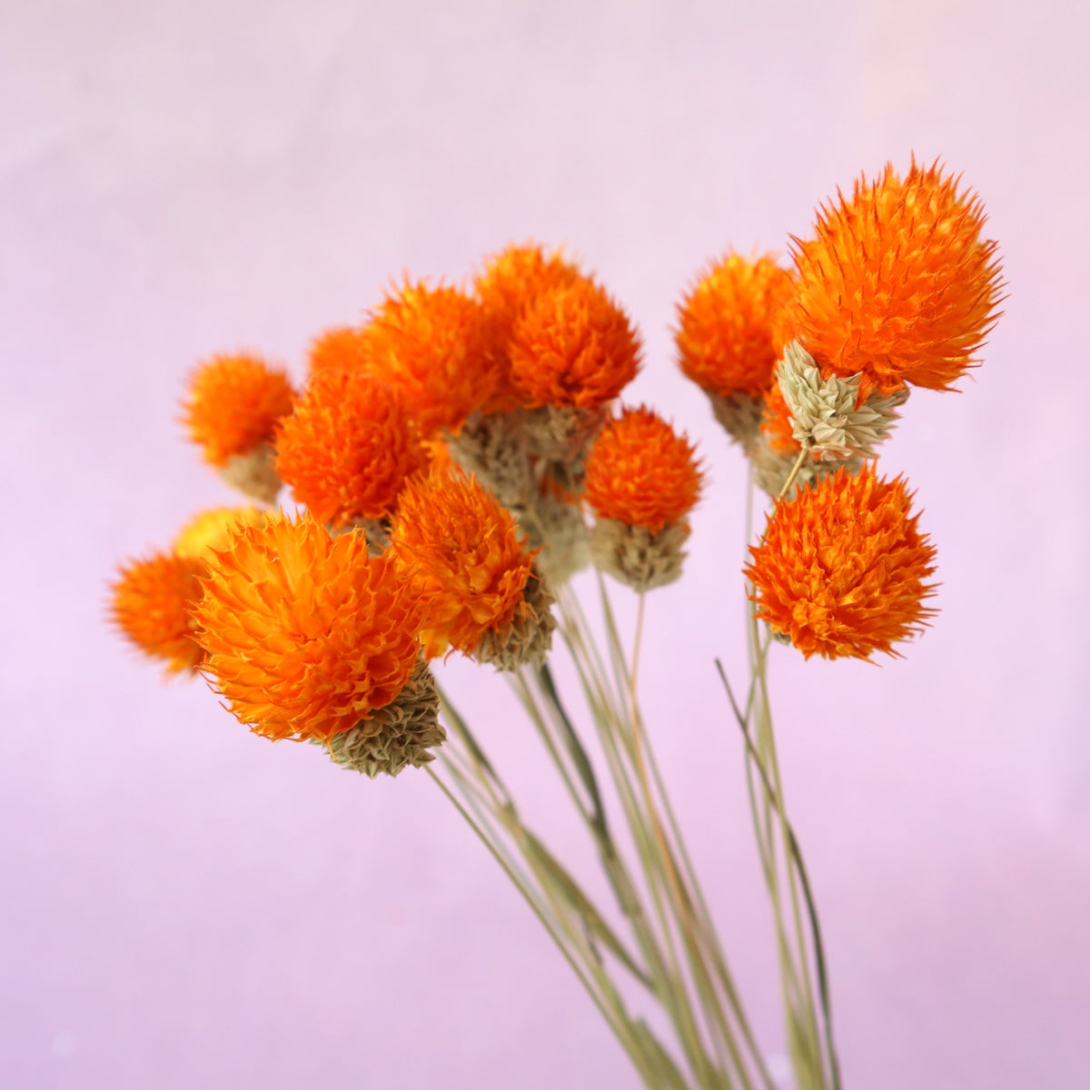 Globe Amaranth Orange
