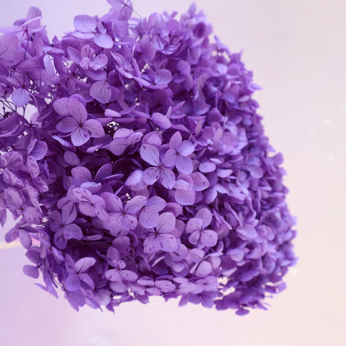 Annabelle Hydrangea Orchid Purple