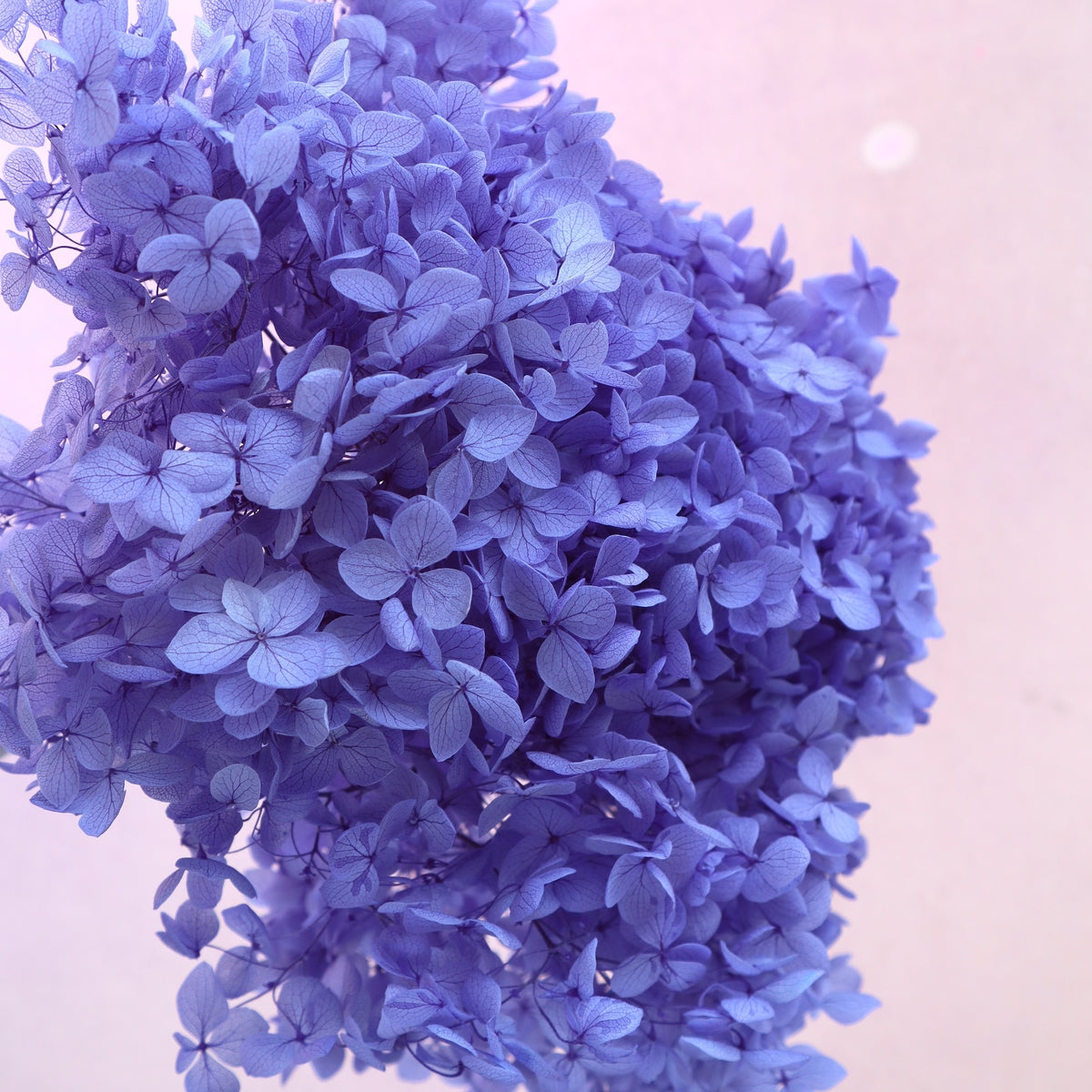 Annabelle Hydrangea Dark Periwinkle
