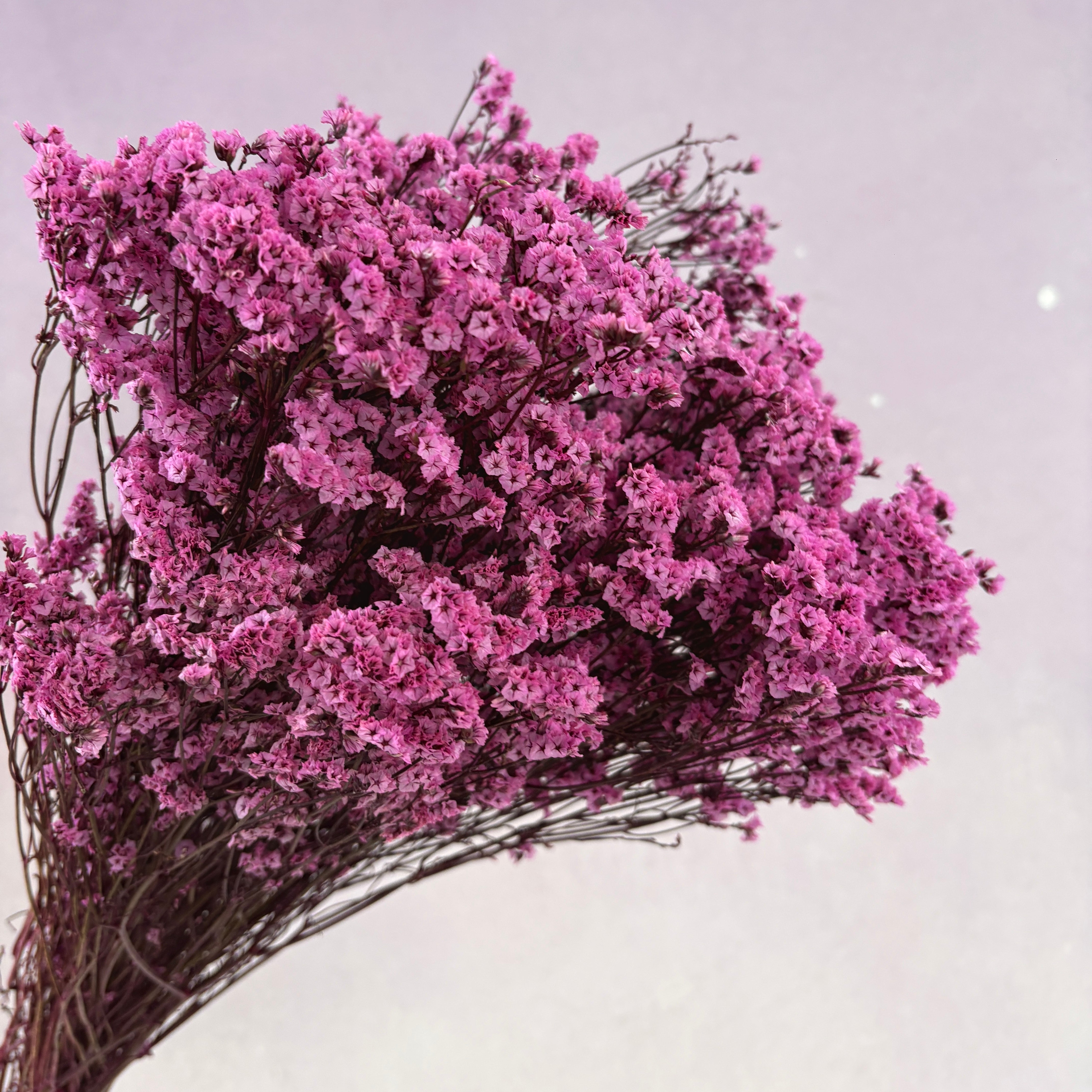 Statice Limonium Sinuatum Hot Pink