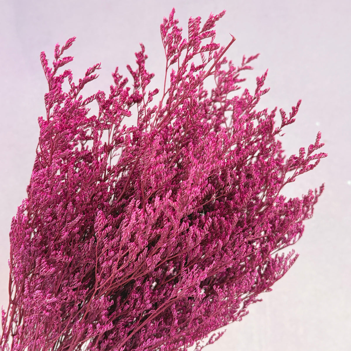 Misty Hot Pink