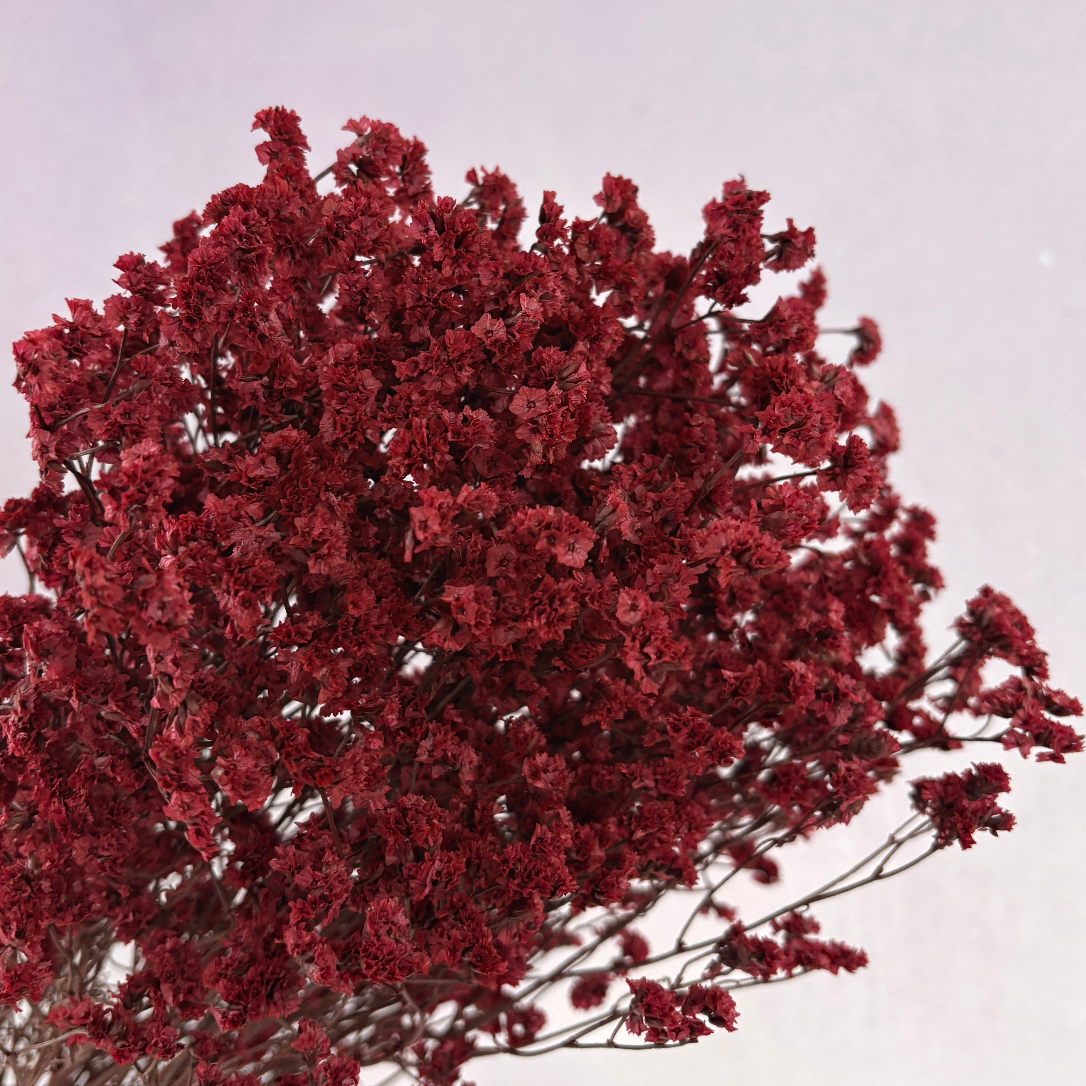 Statice Limonium Sinuatum Dark Red