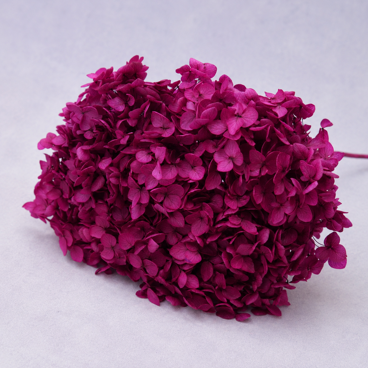 Annabelle Hydrangea Magenta