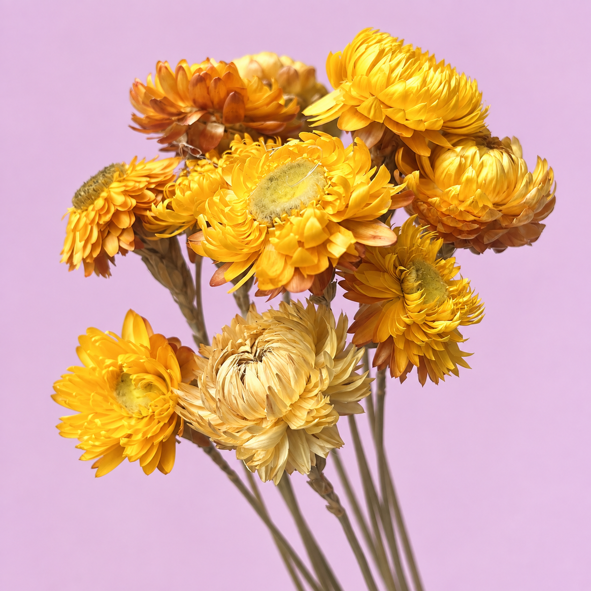Strawflowers Yellow