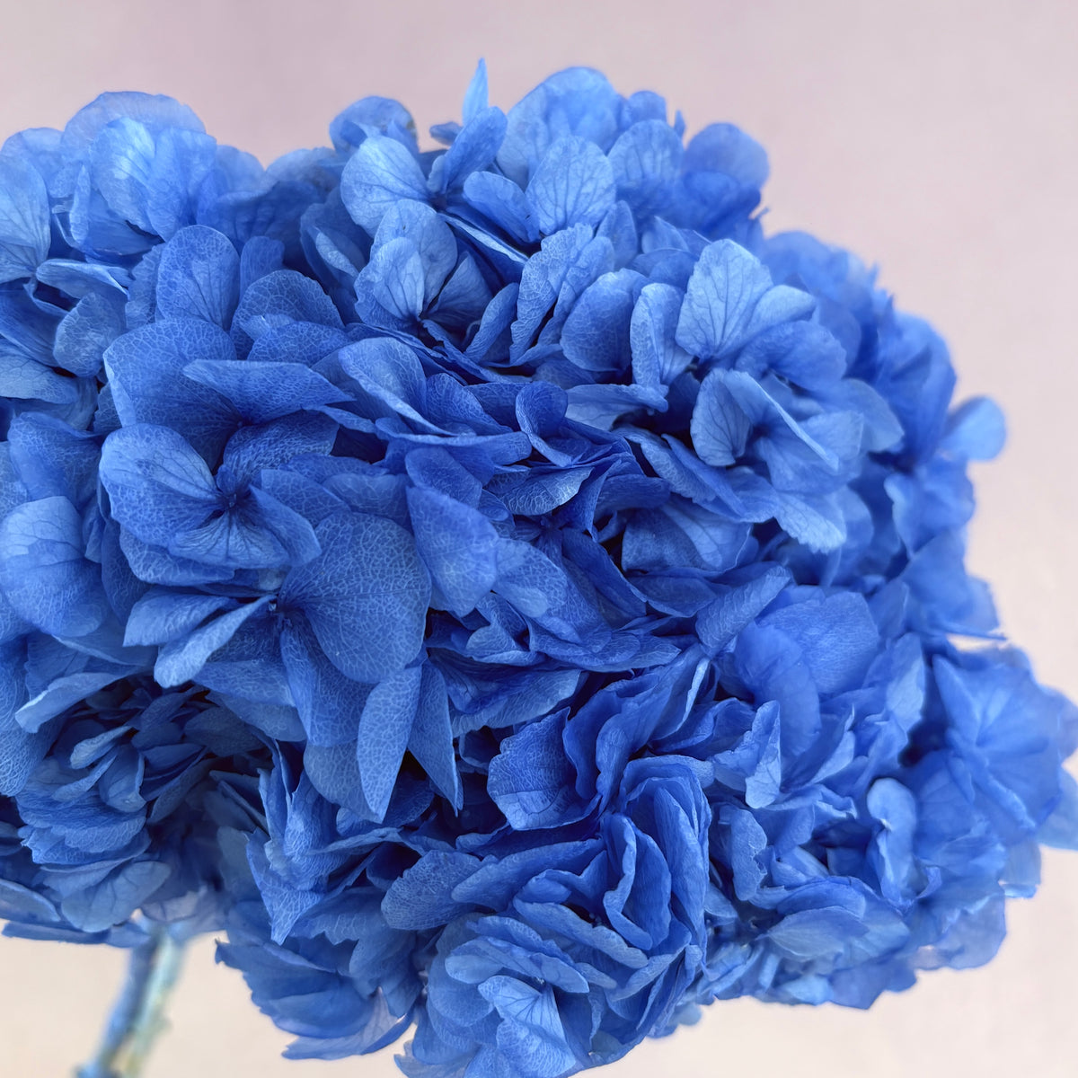 Hydrangea Bigleaf Sea Blue