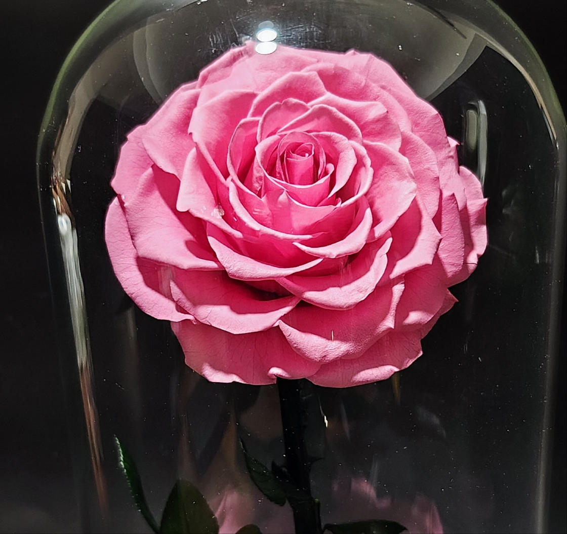 Beauty and the Beast (Extra Large Pink Rose)