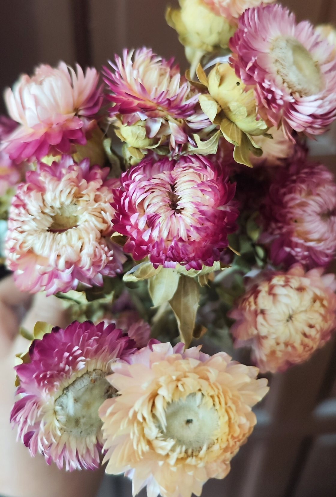 Preserved Strawflowers (mix of pink coloured flowers)