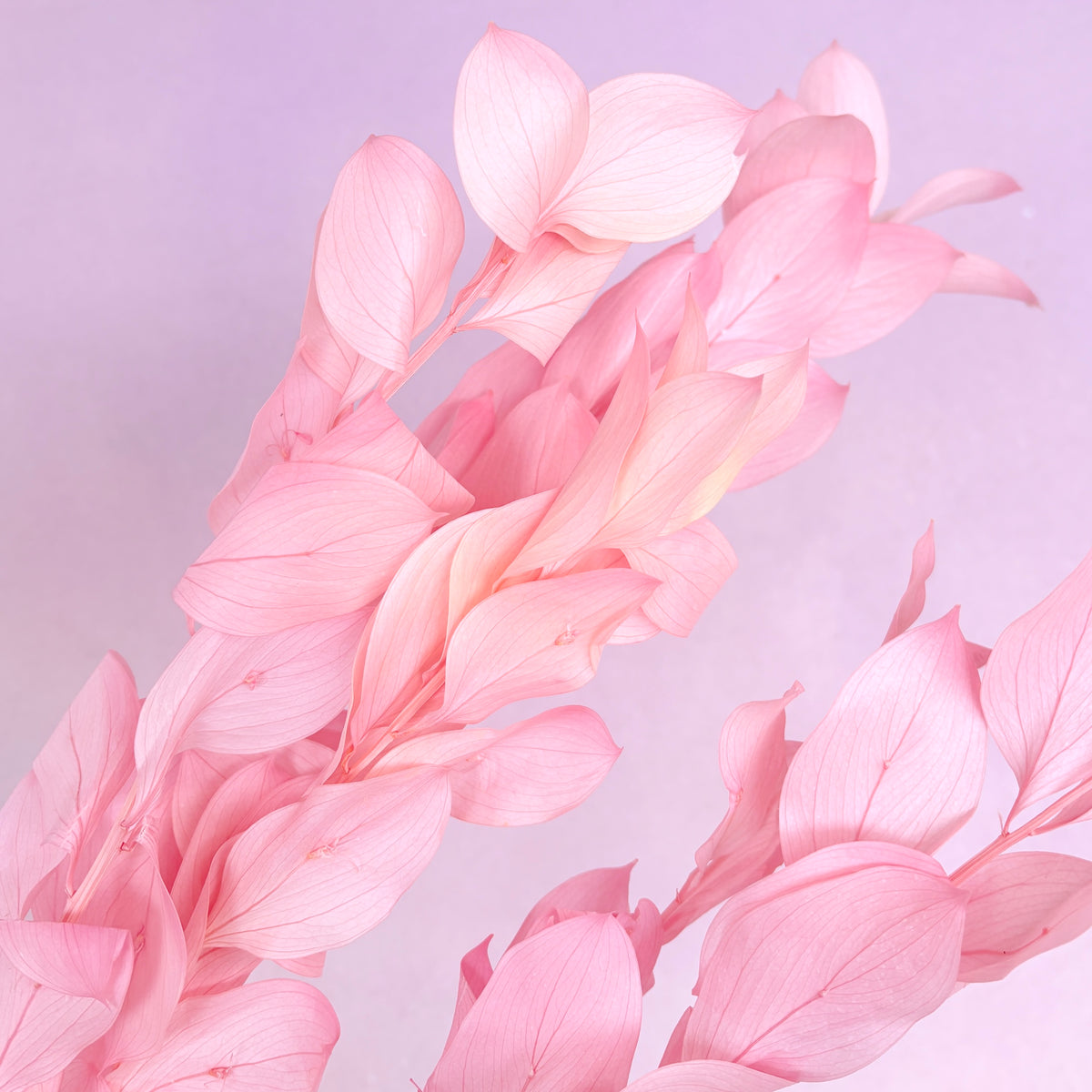 Ruscus Big Leaf Pink