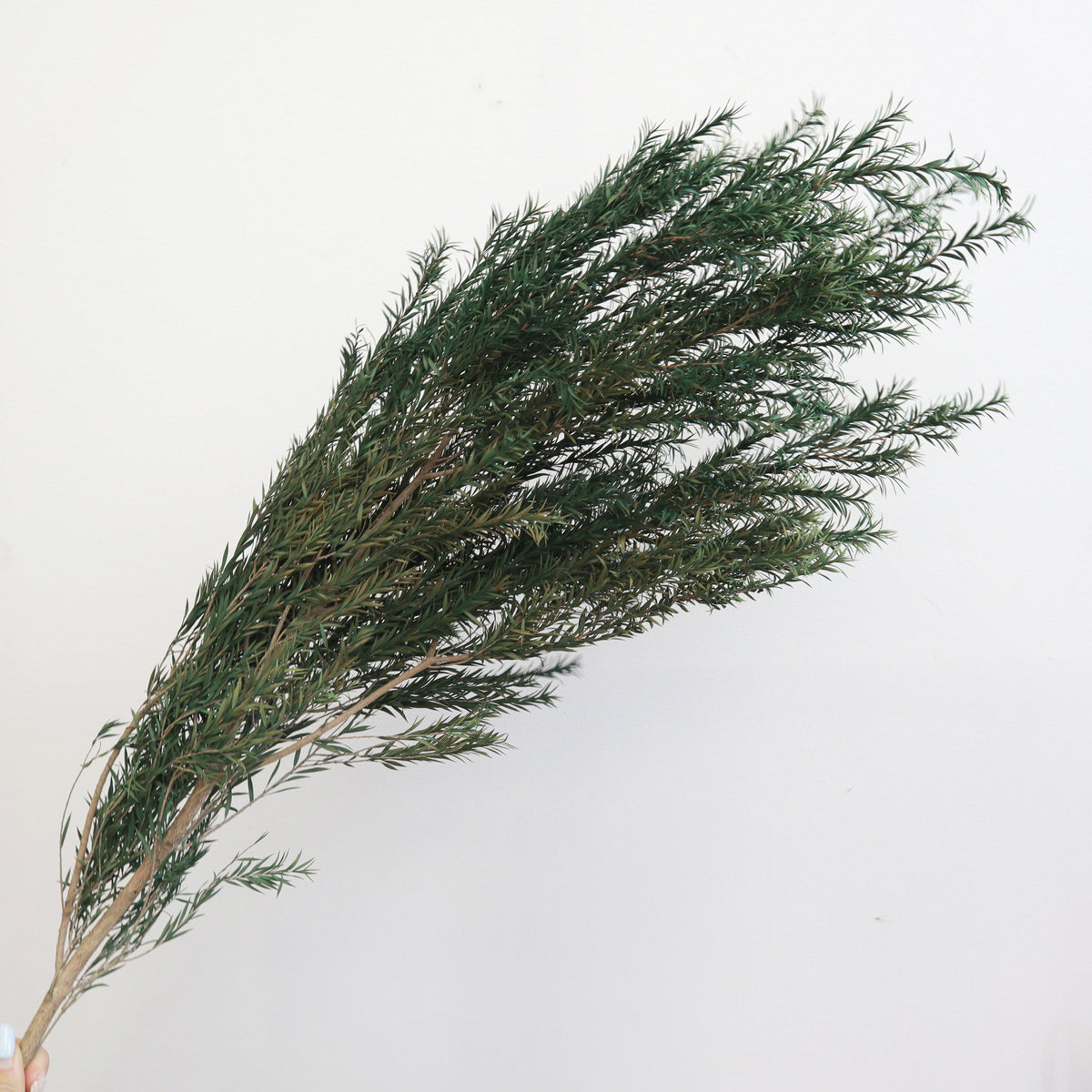 Melaleuca Bracteata Green