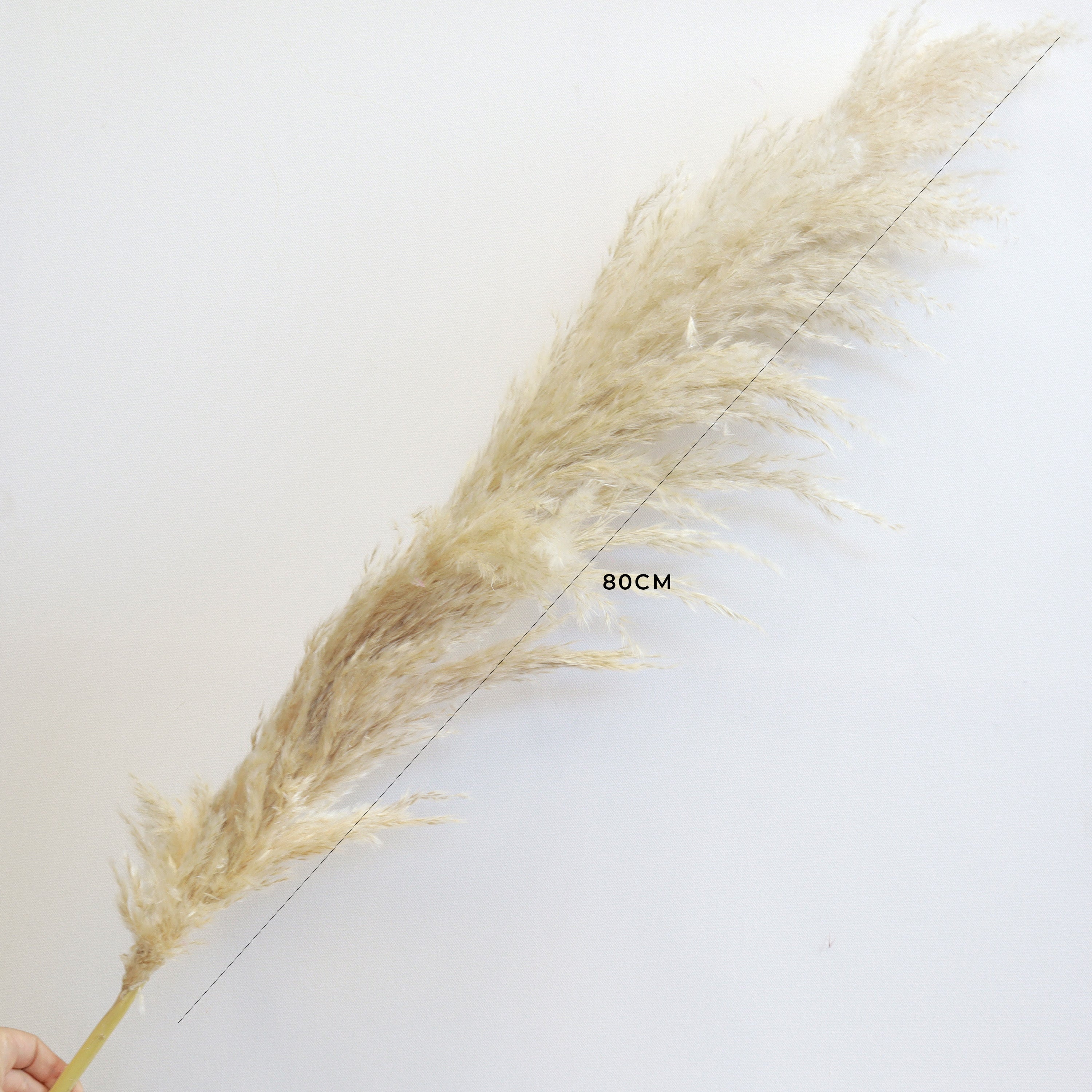 Pampas Grass Natural