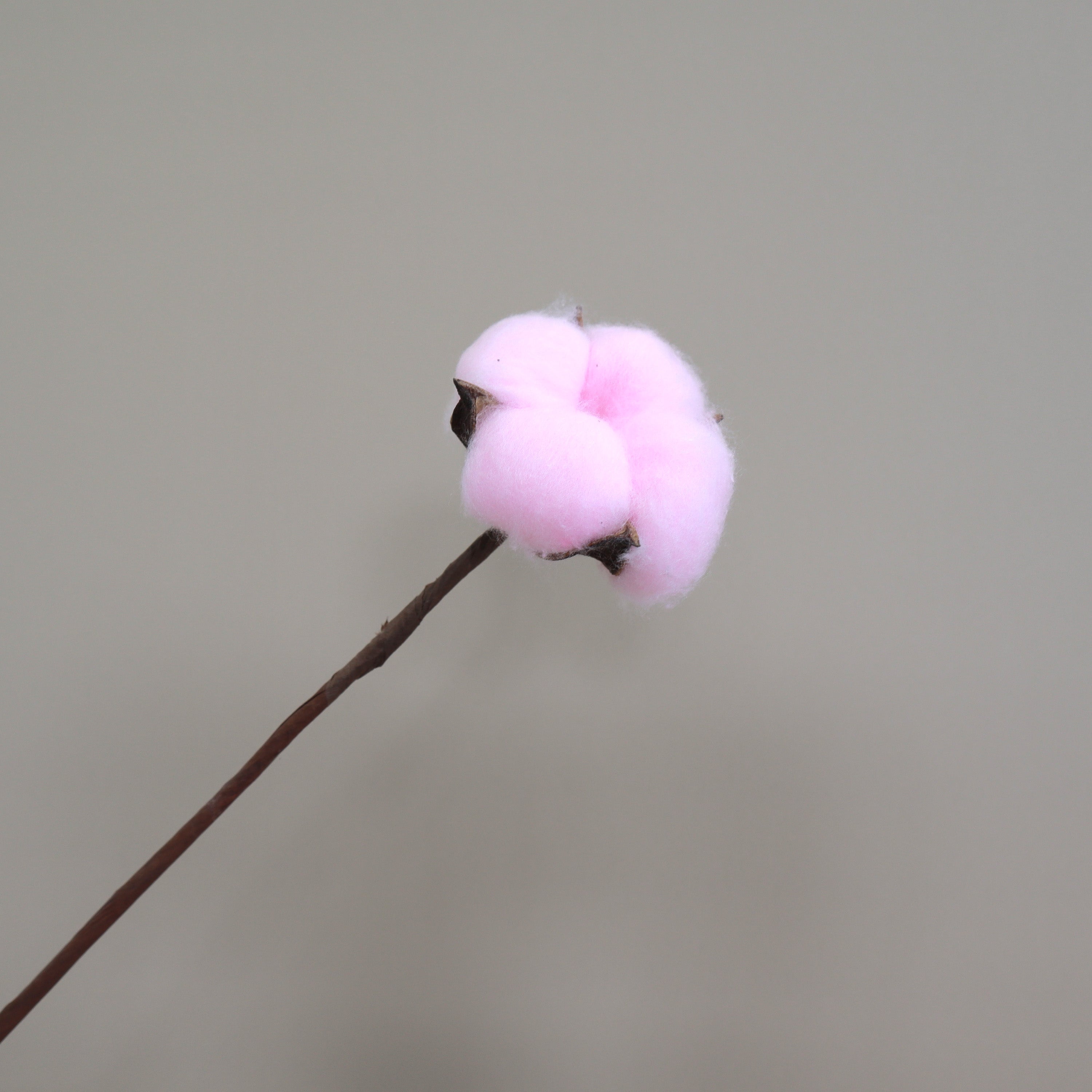 Cotton 10 stems Pink