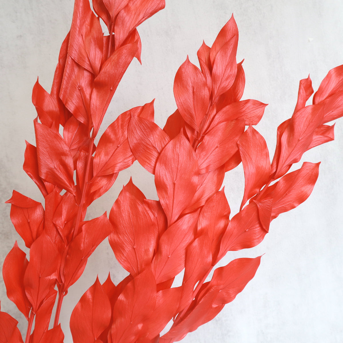 Ruscus Big Leaf Red
