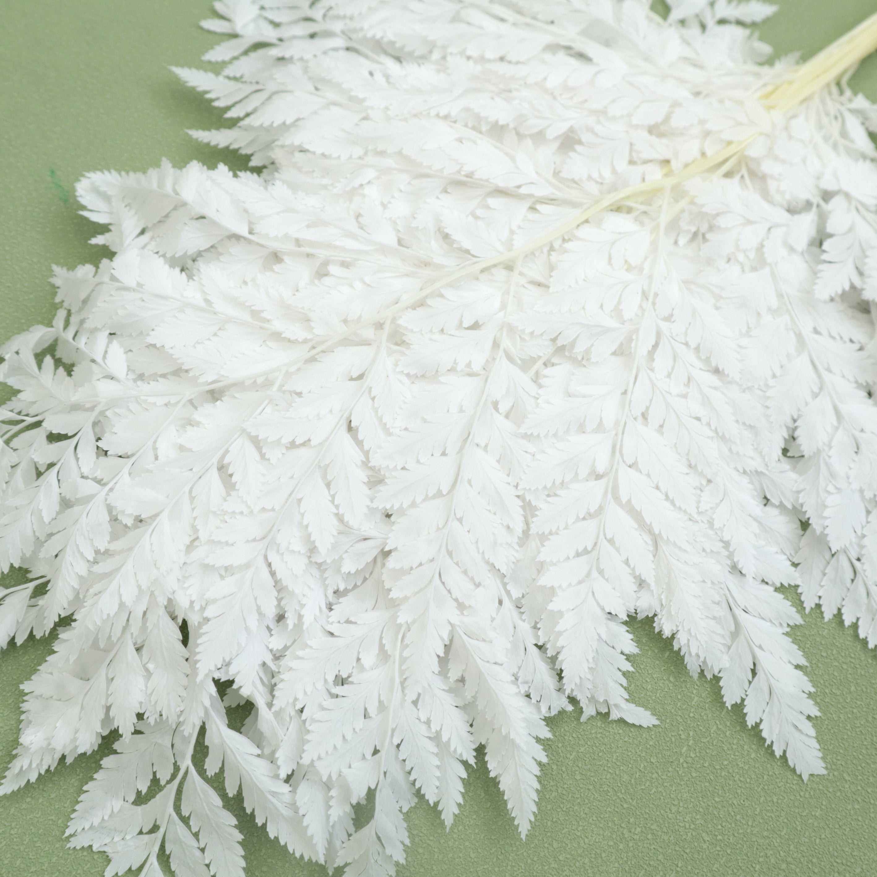 Leather Fern Small White