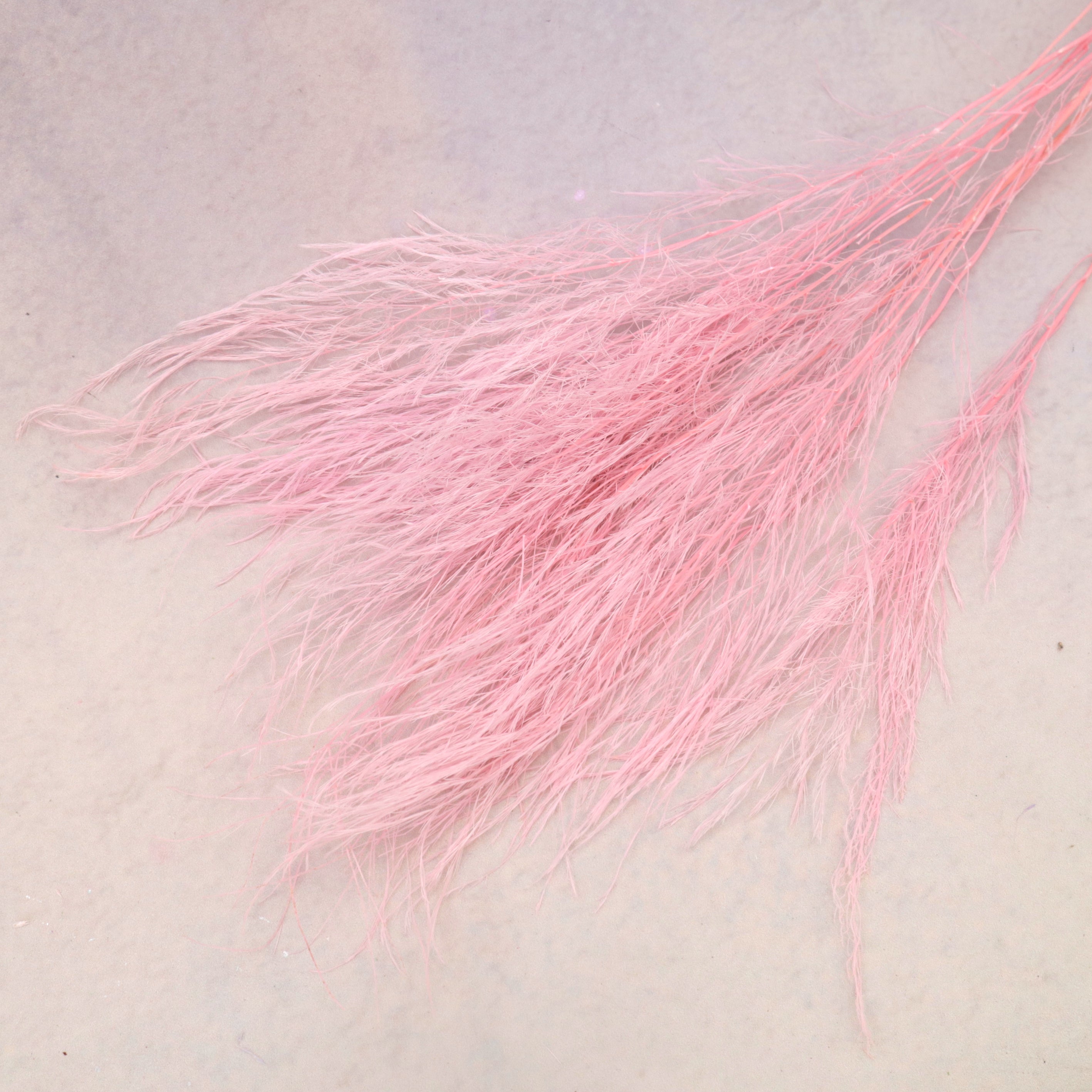 Tiki Fern Pink