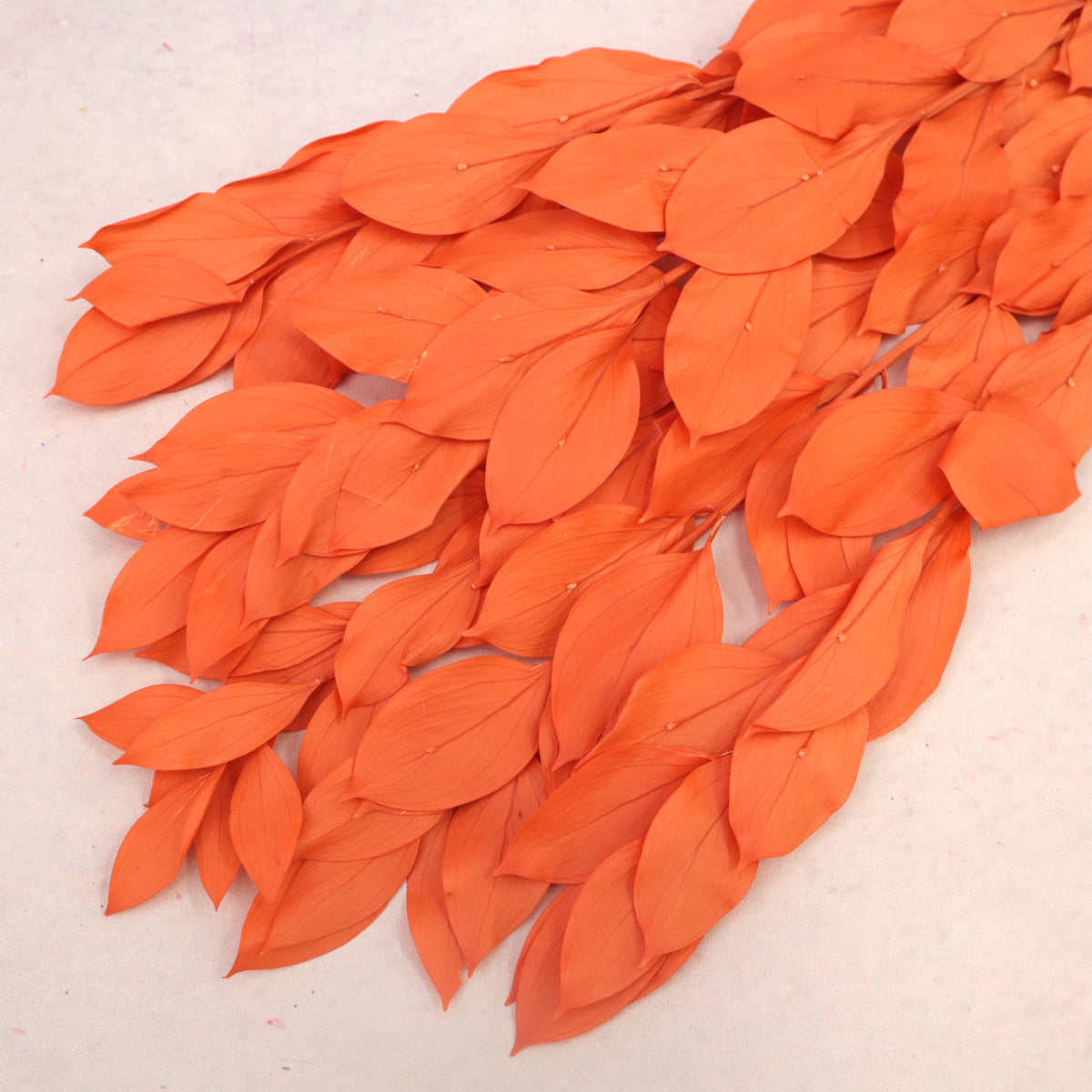 Ruscus Big Leaf Electric Orange