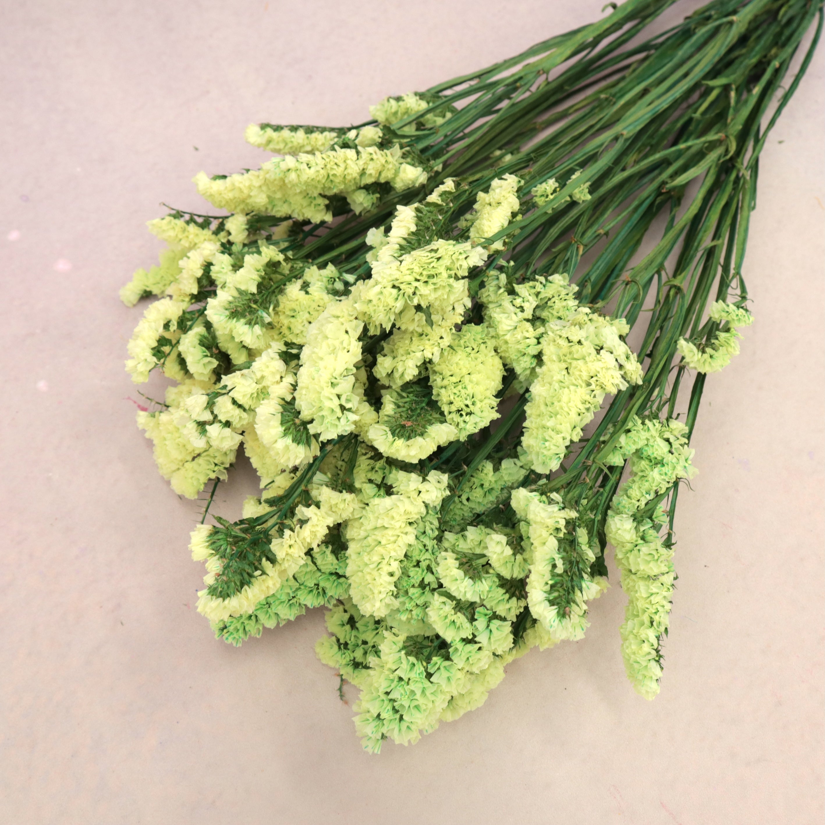 Statice Lime Yellow