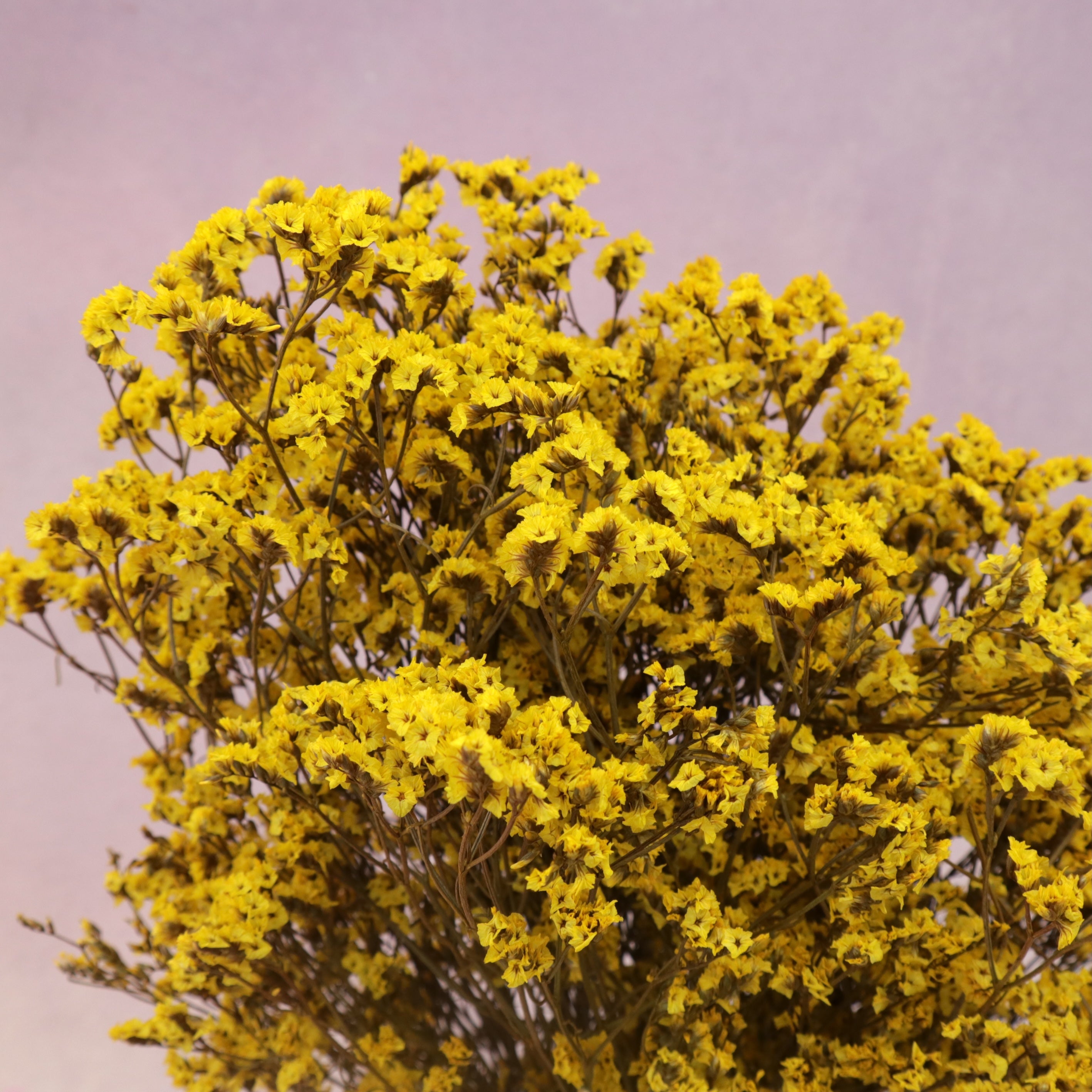 Statice Limonium Sinuatum Mustard Yellow