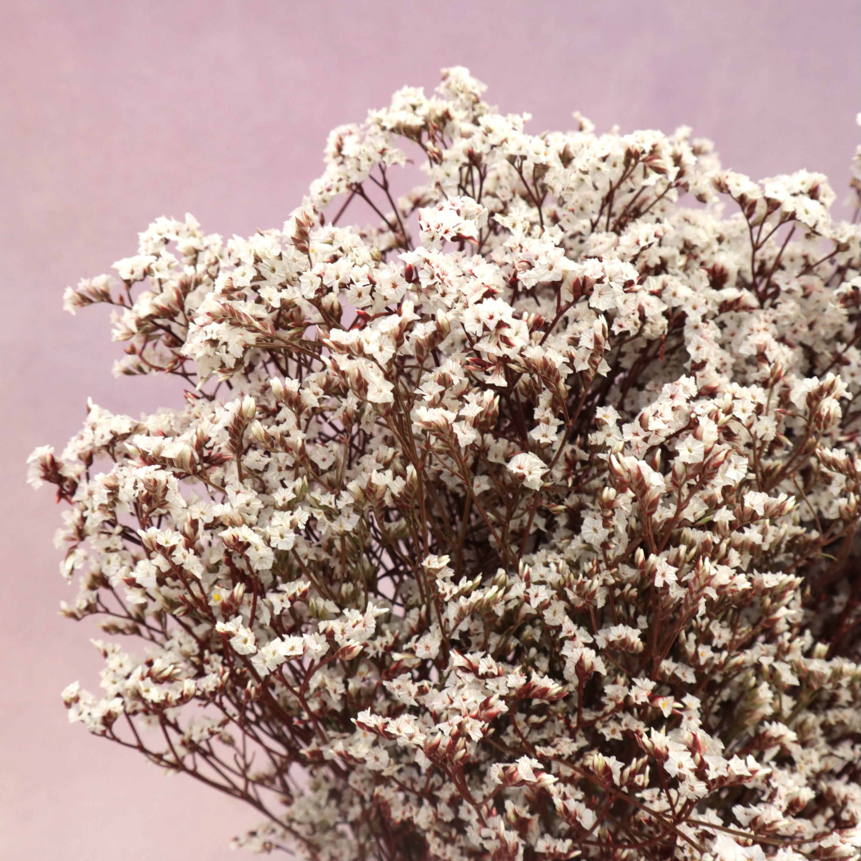 Statice Limonium Sinuatum Wine Red