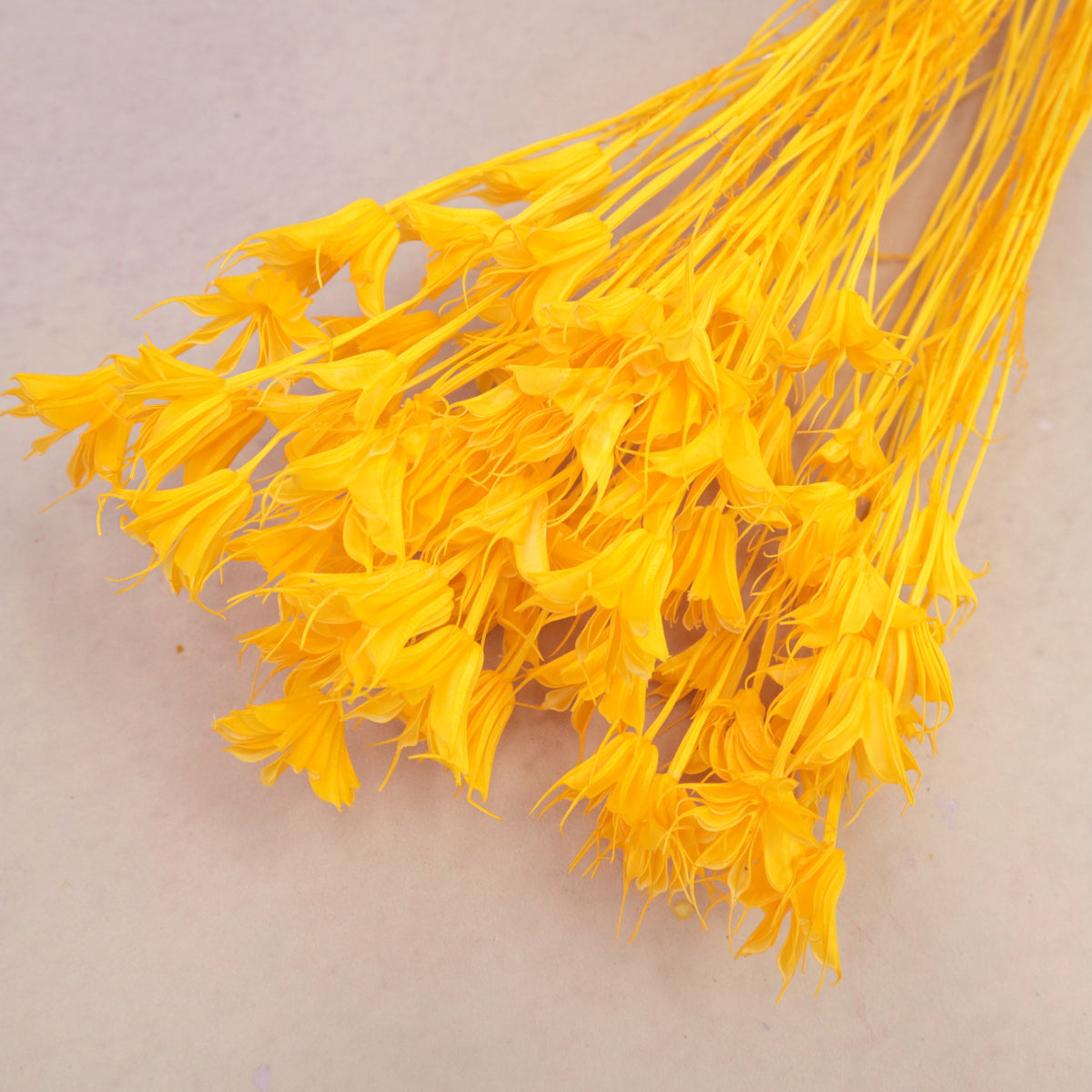 Nigella Orange
