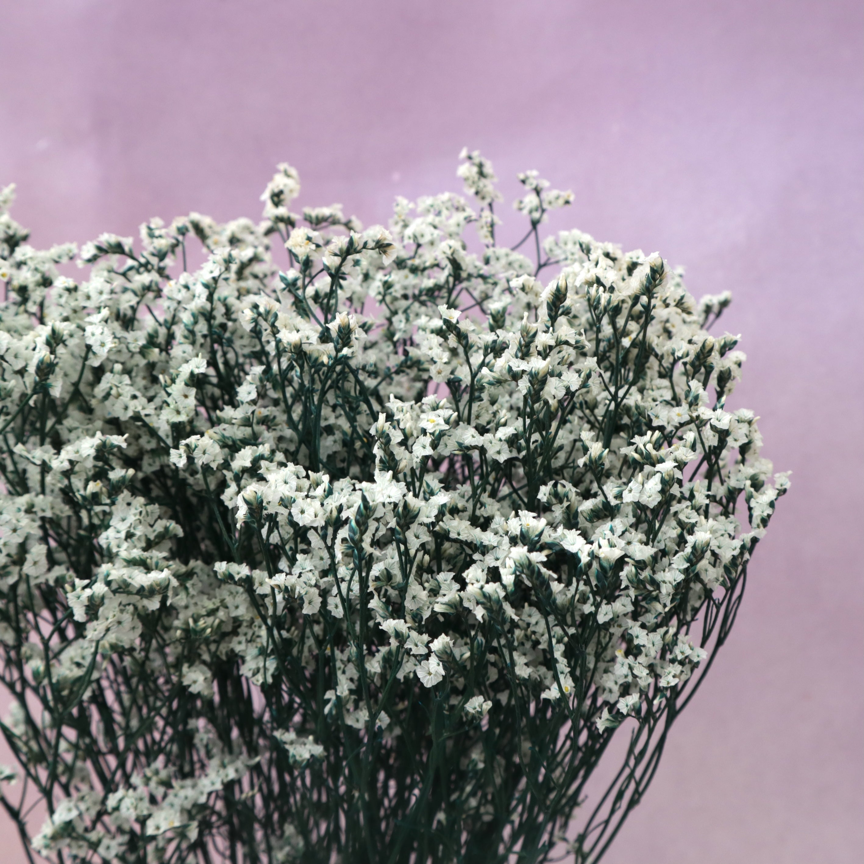 Statice Limonium Sinuatum White