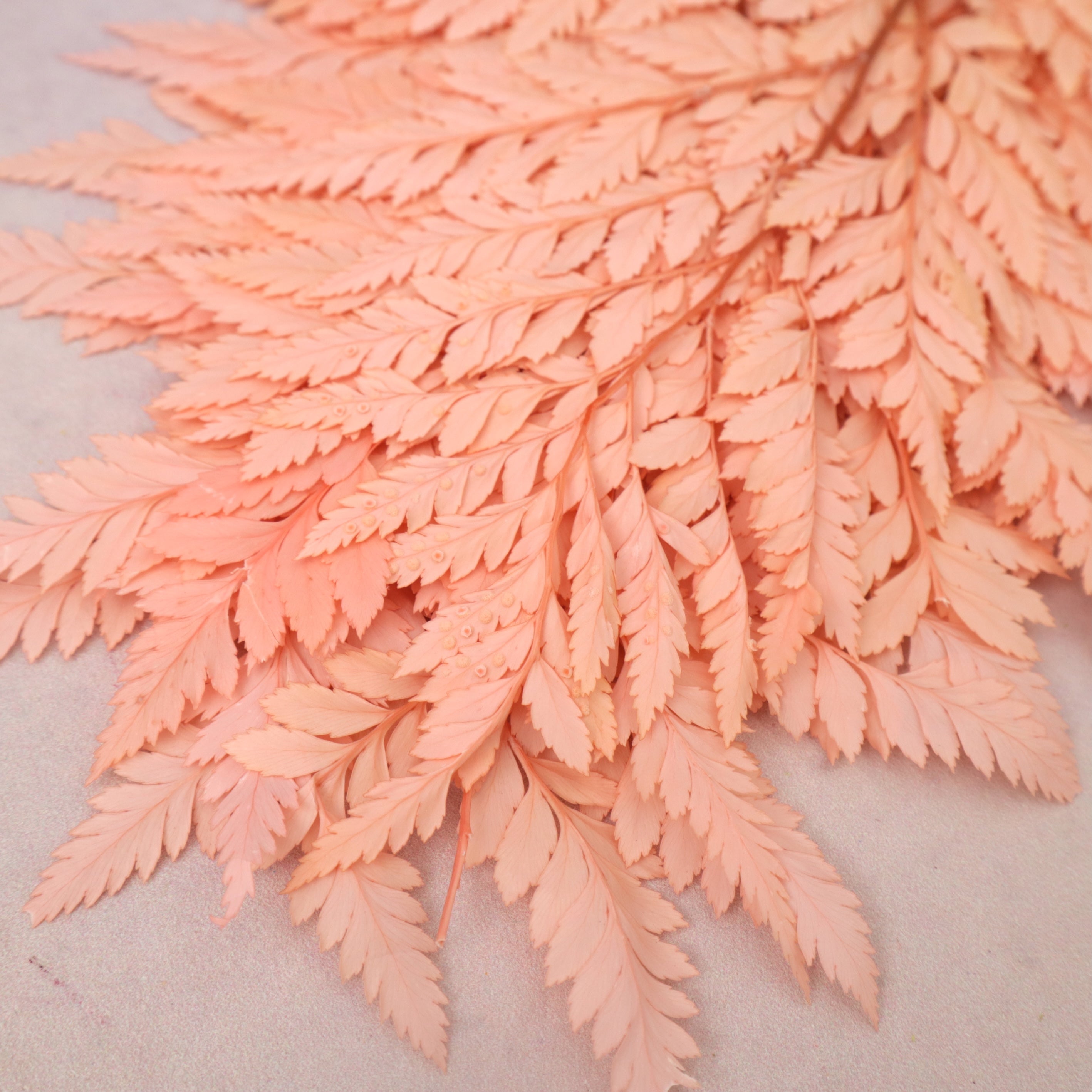 Leather Fern Small Coral Pink