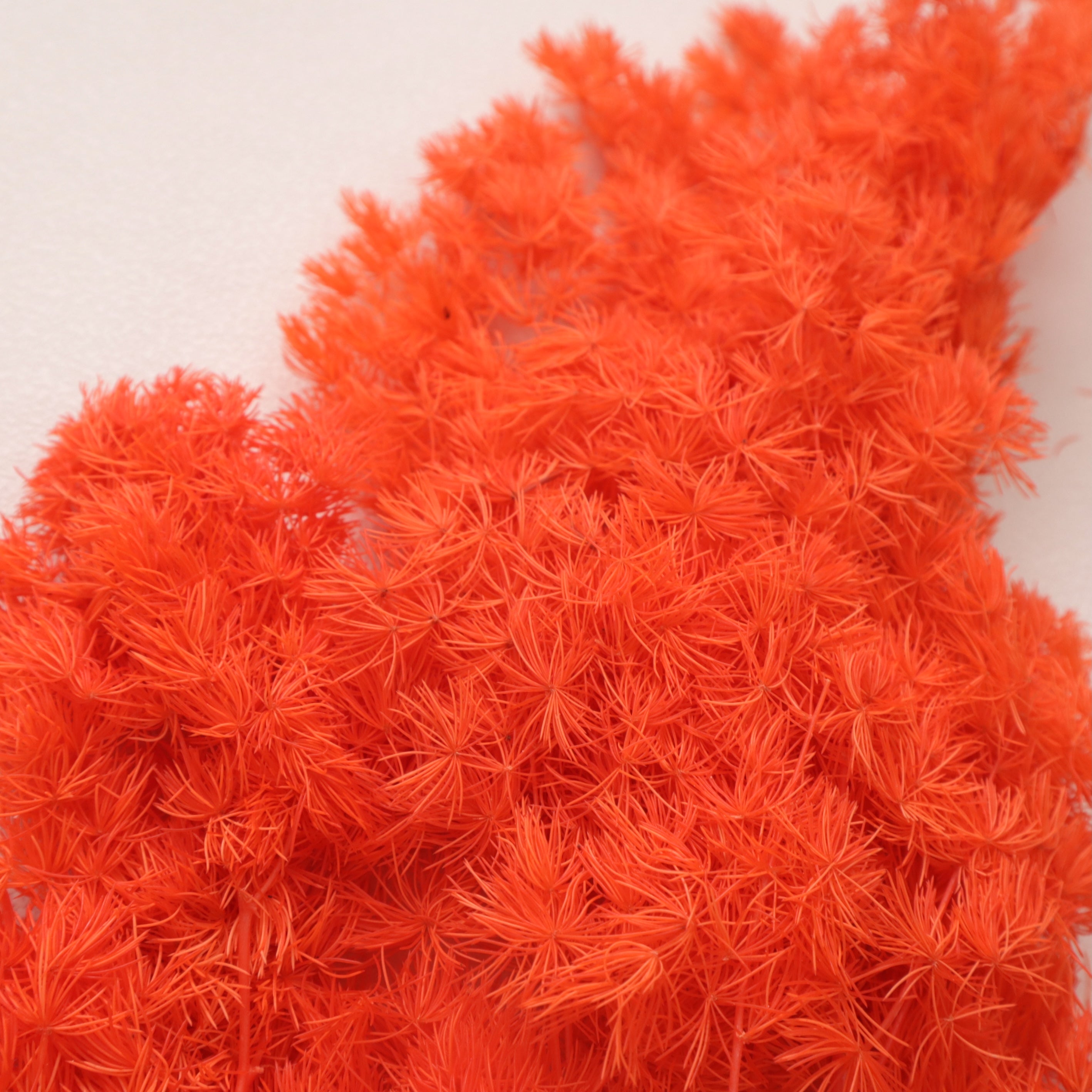 Ming Fern Electric Orange