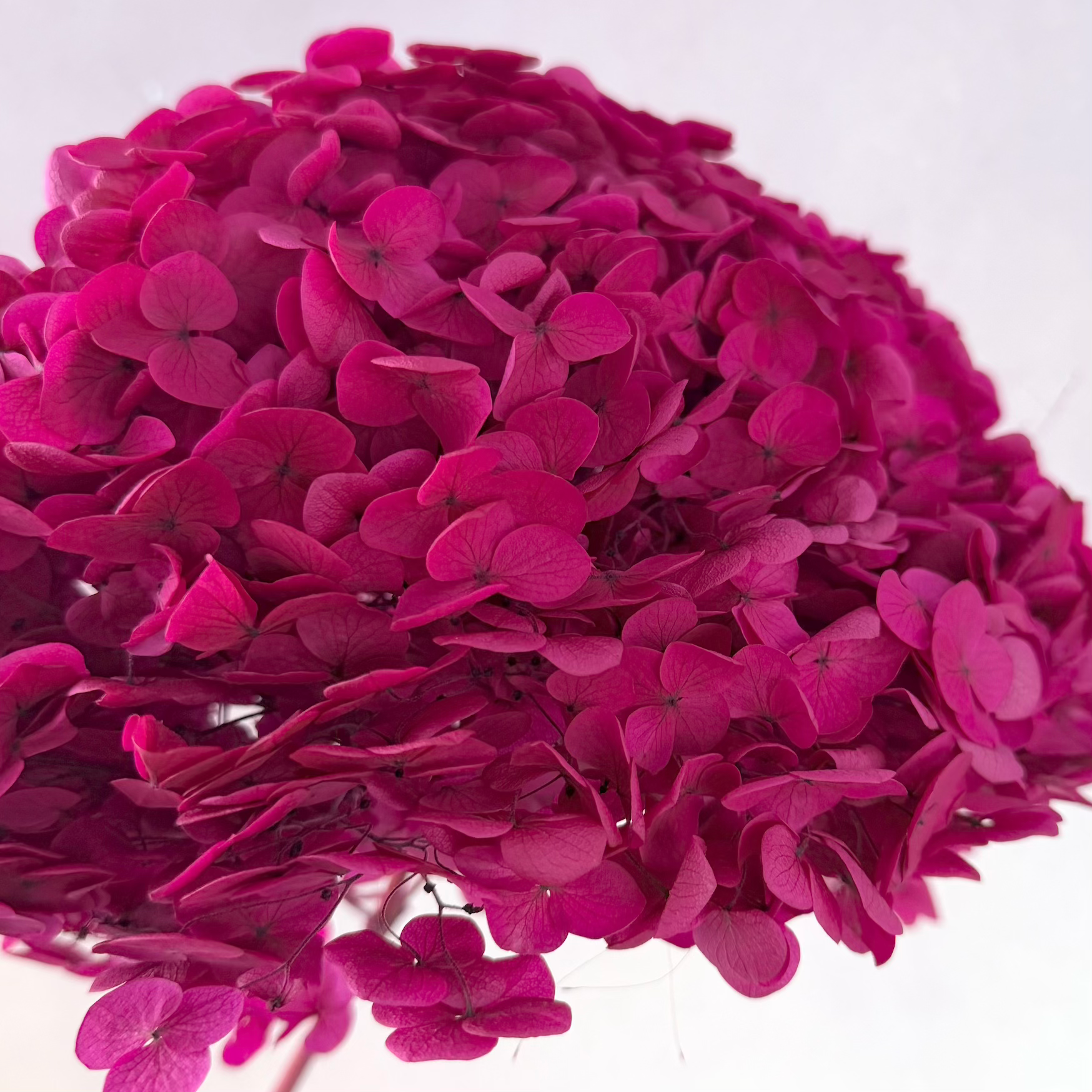 Annabelle Hydrangea Fuchsia