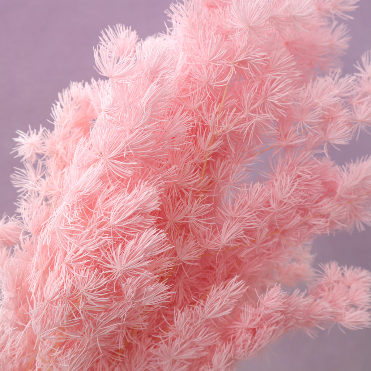 Ming Fern Pink