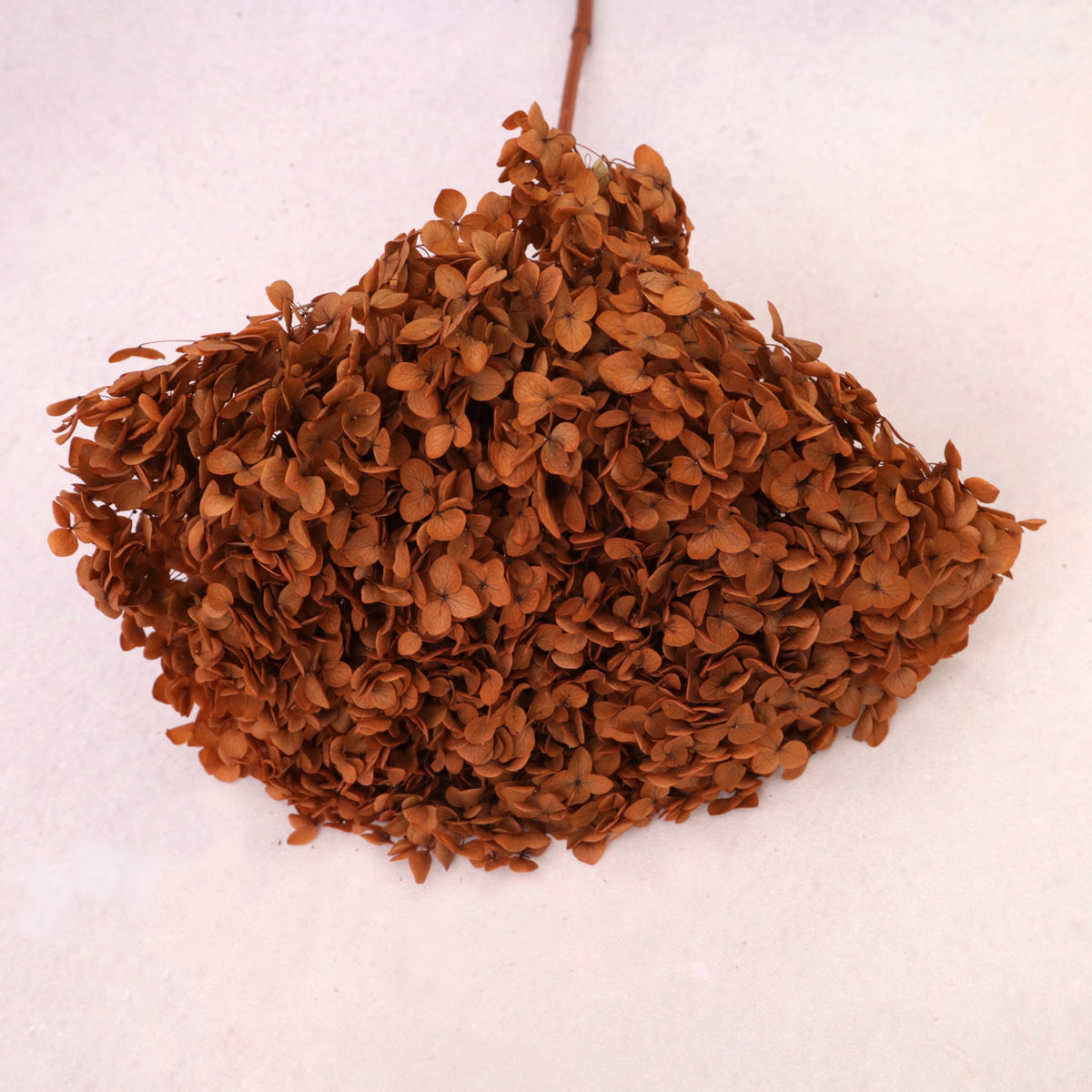 Annabelle Hydrangea Burnt Orange