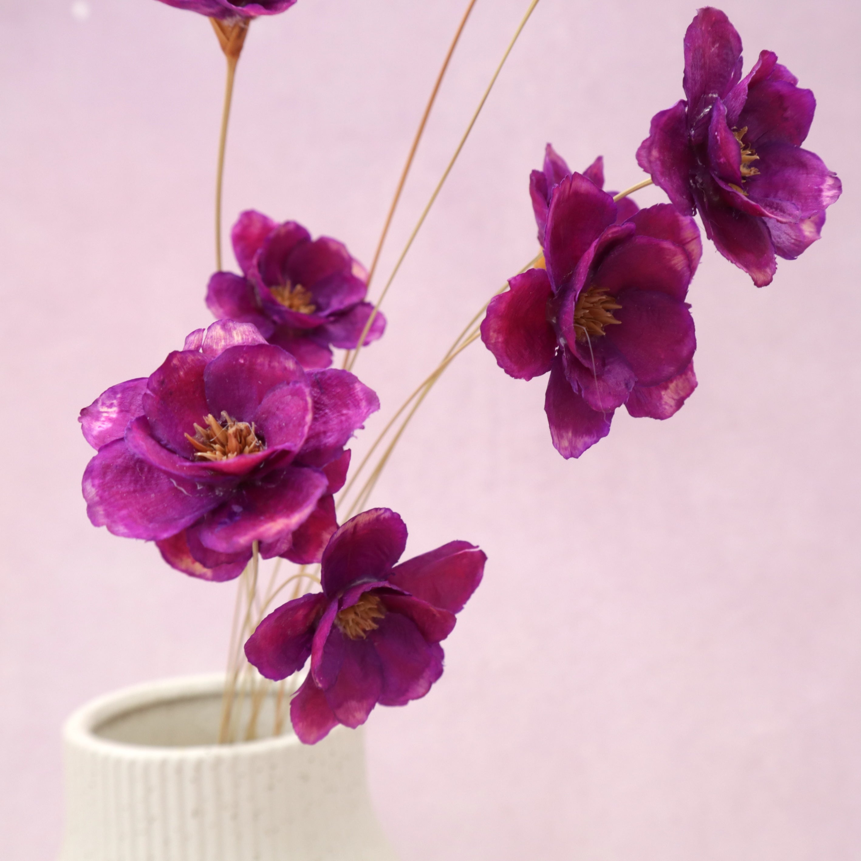 Sola Anemone Flower Magenta