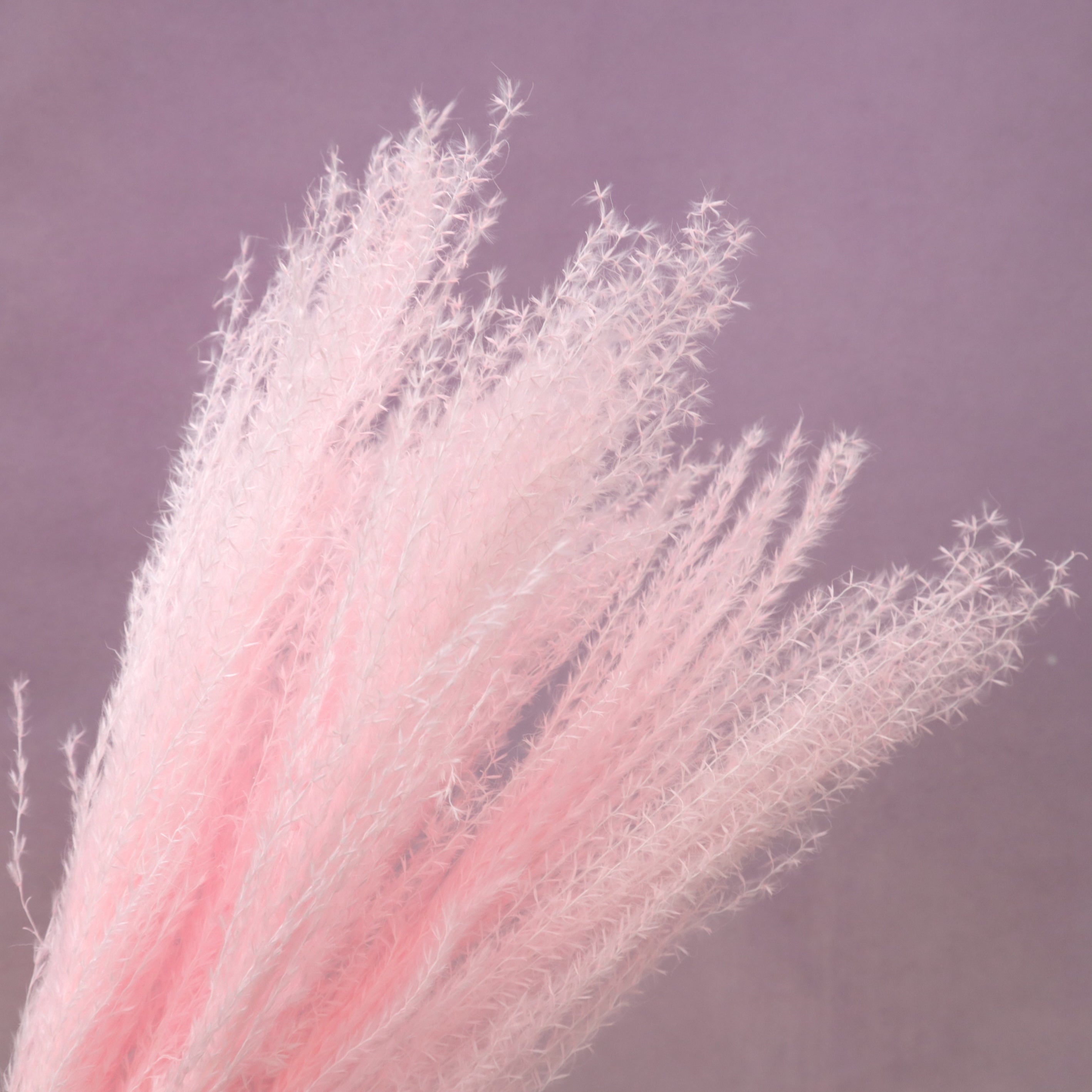 Horsetail Pink