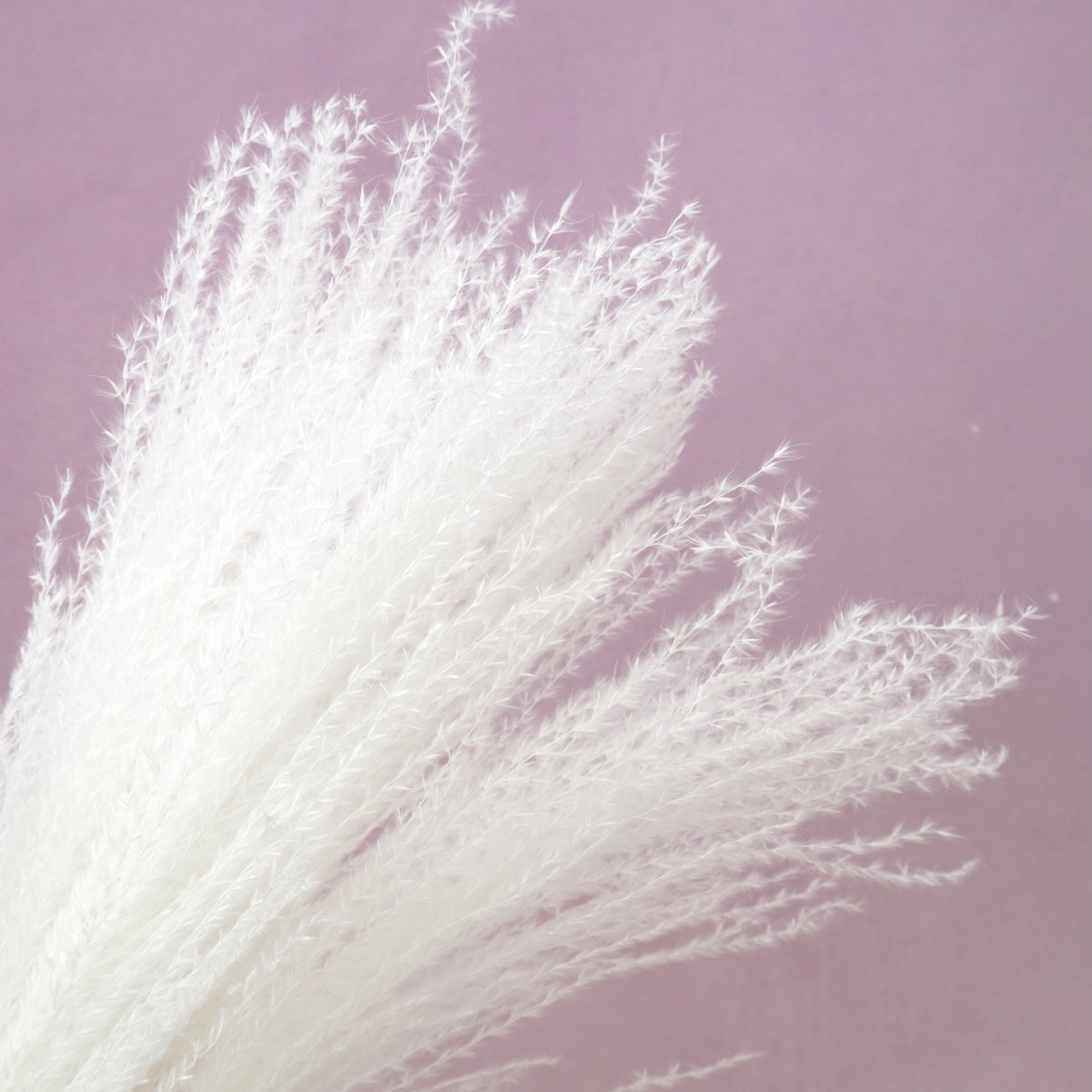 Horsetail White