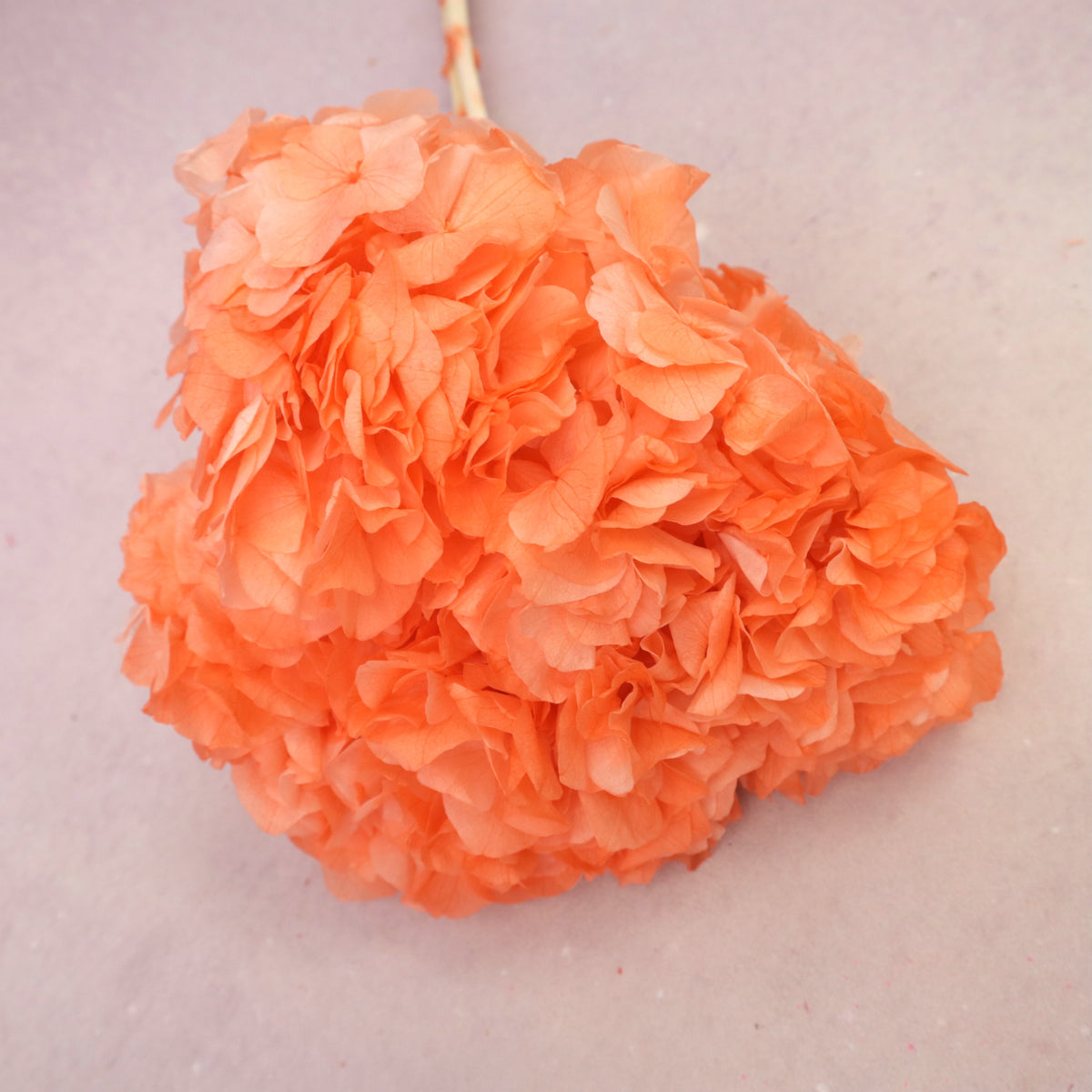 Hydrangea Bigleaf Coral