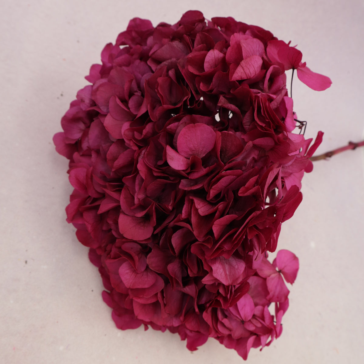 Hydrangea Bigleaf Deep Magenta
