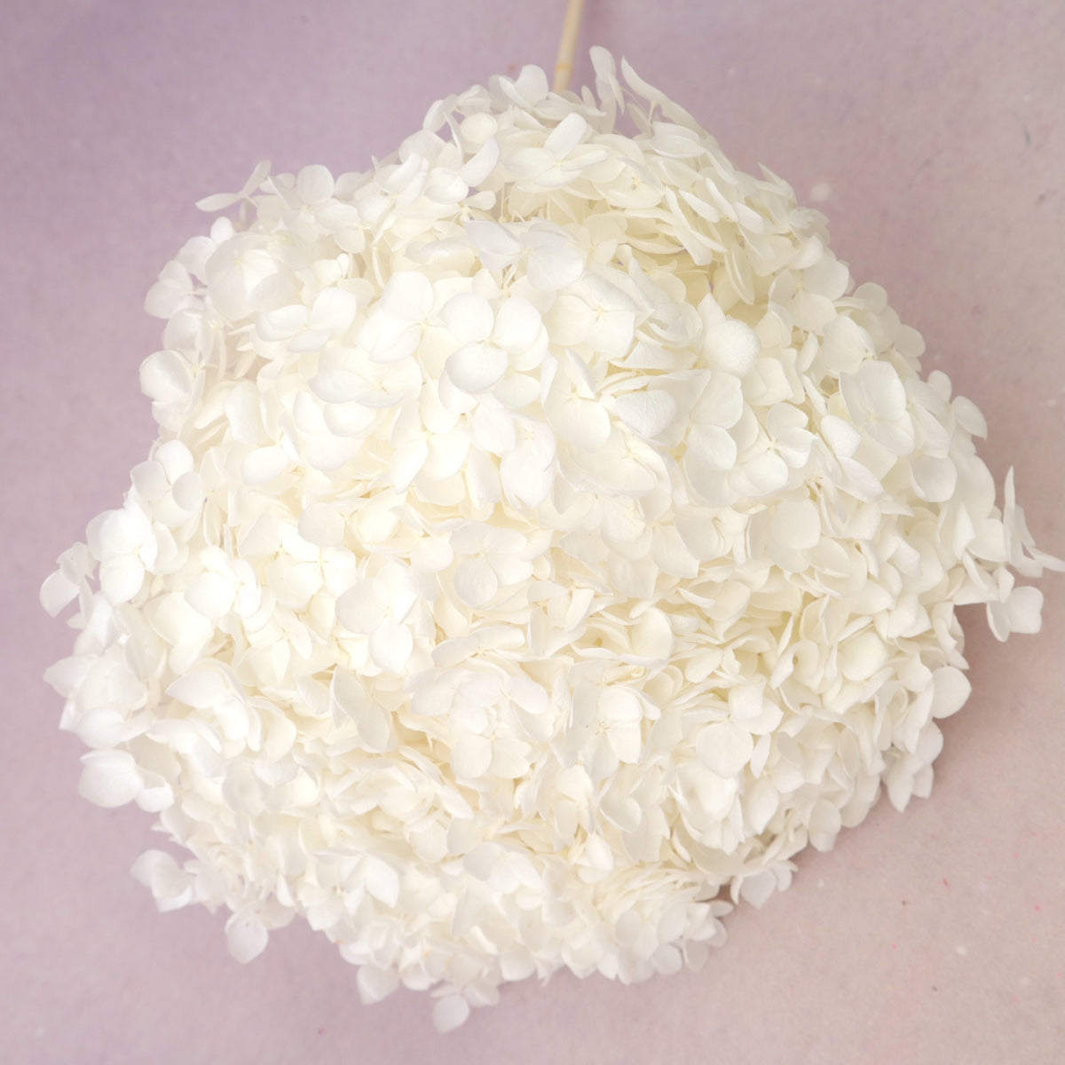 Annabelle Hydrangea White