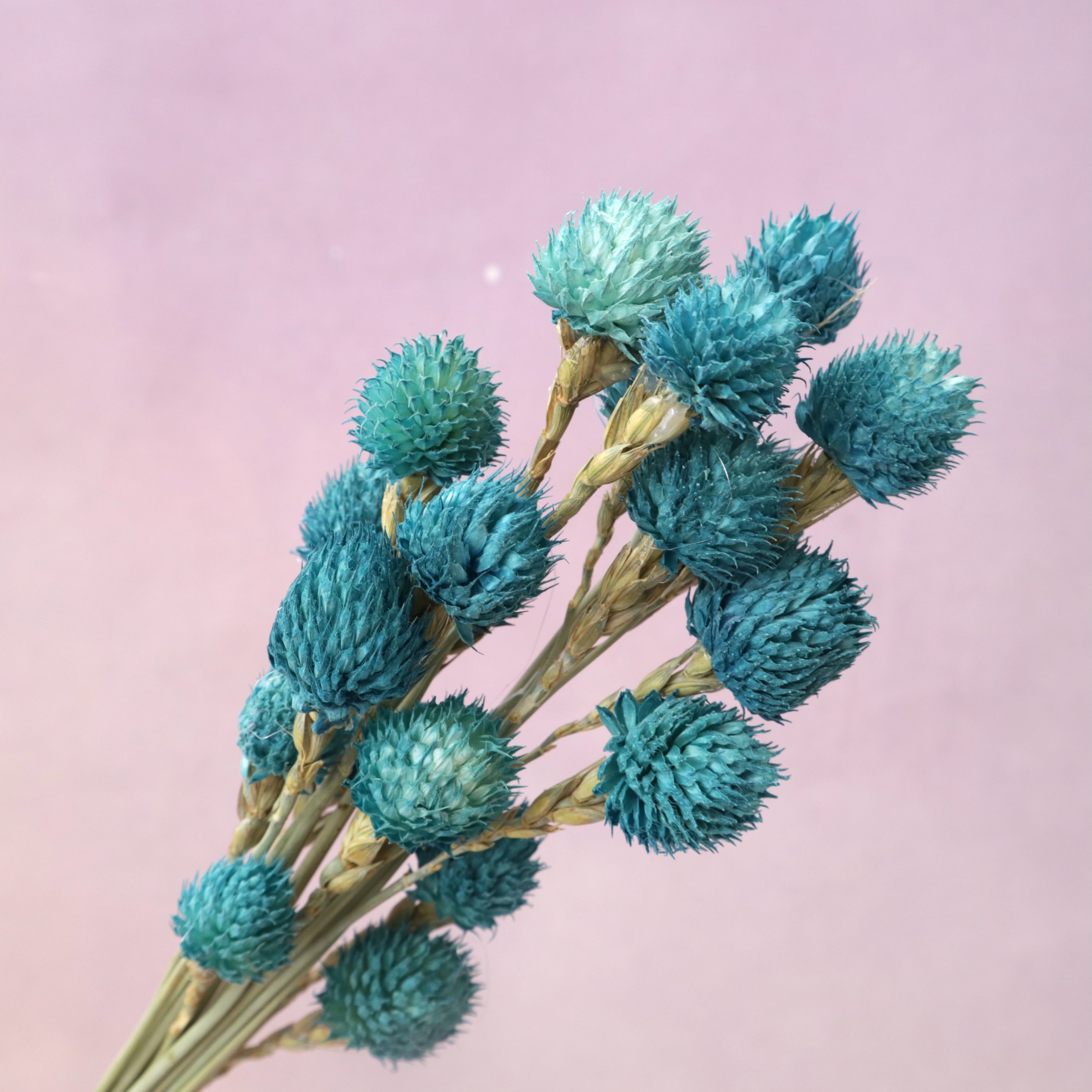 Globe Amaranth Teal