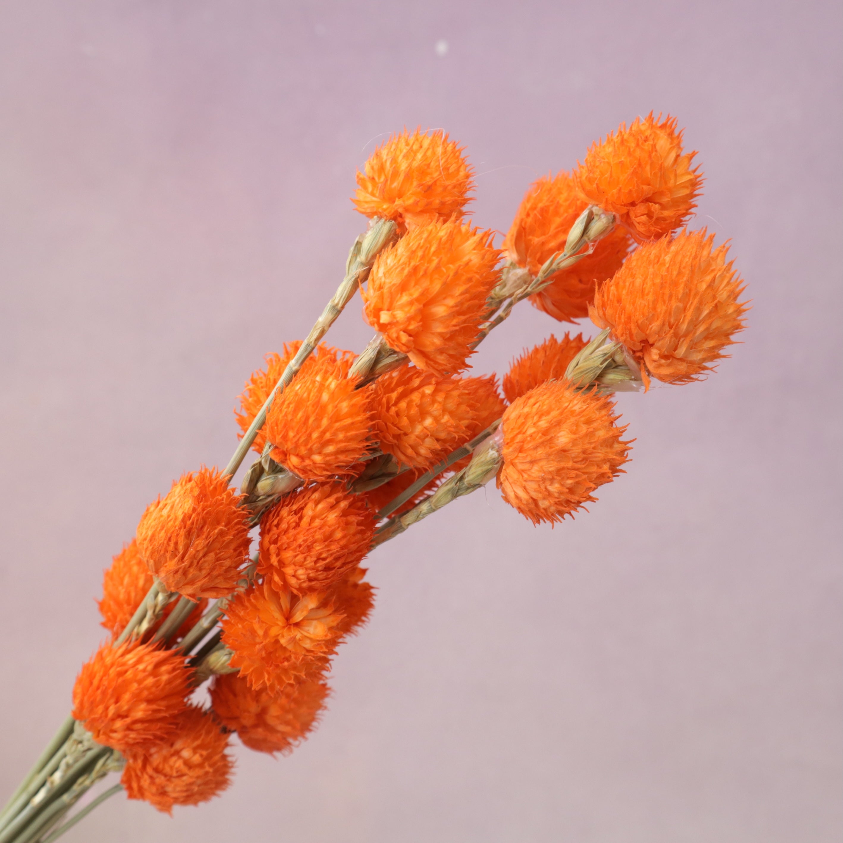 Globe Amaranth Orange