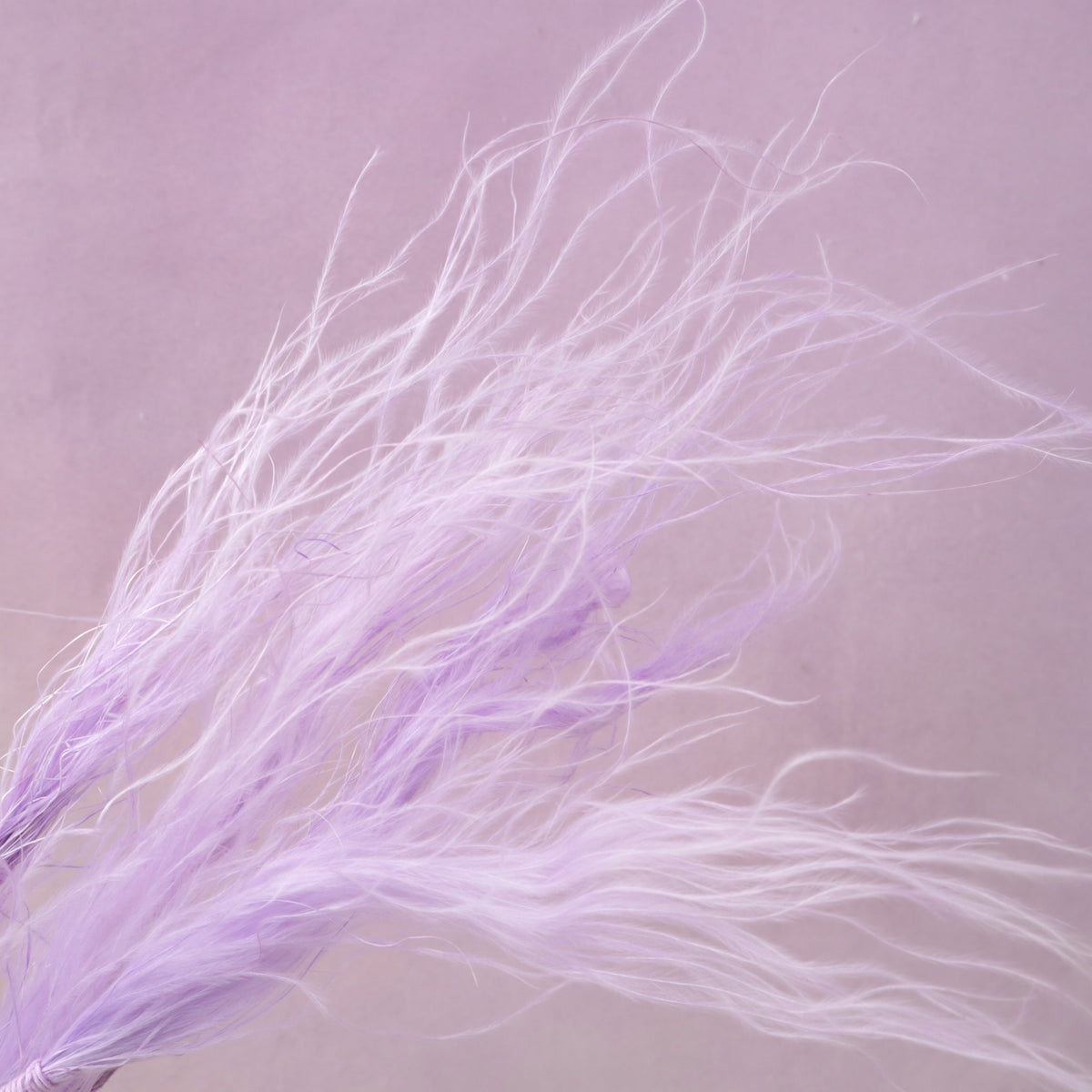 Long Stem Feather Grasses Mauve