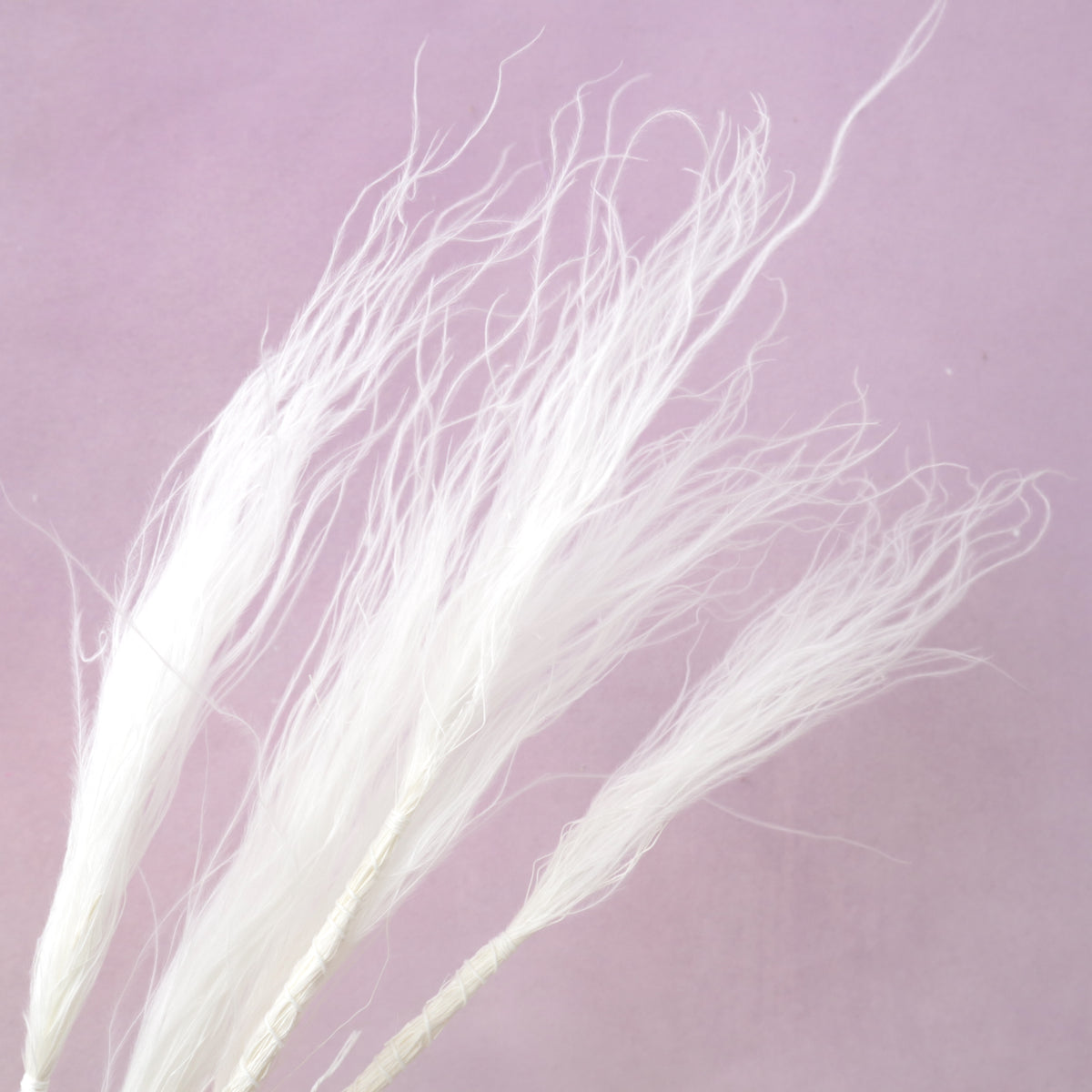 Long Stem Feather Grasses White