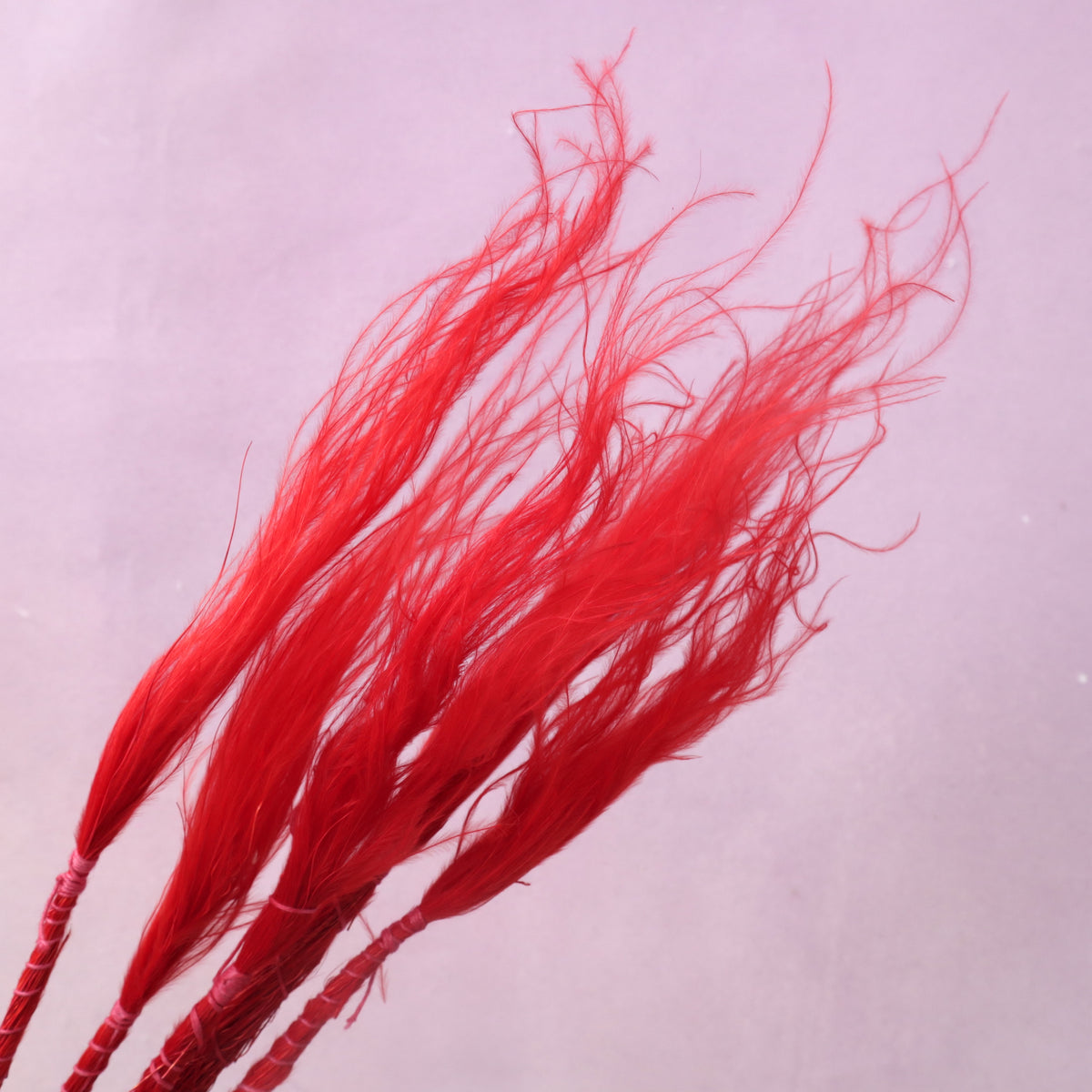 Long Stem Feather Grasses Red