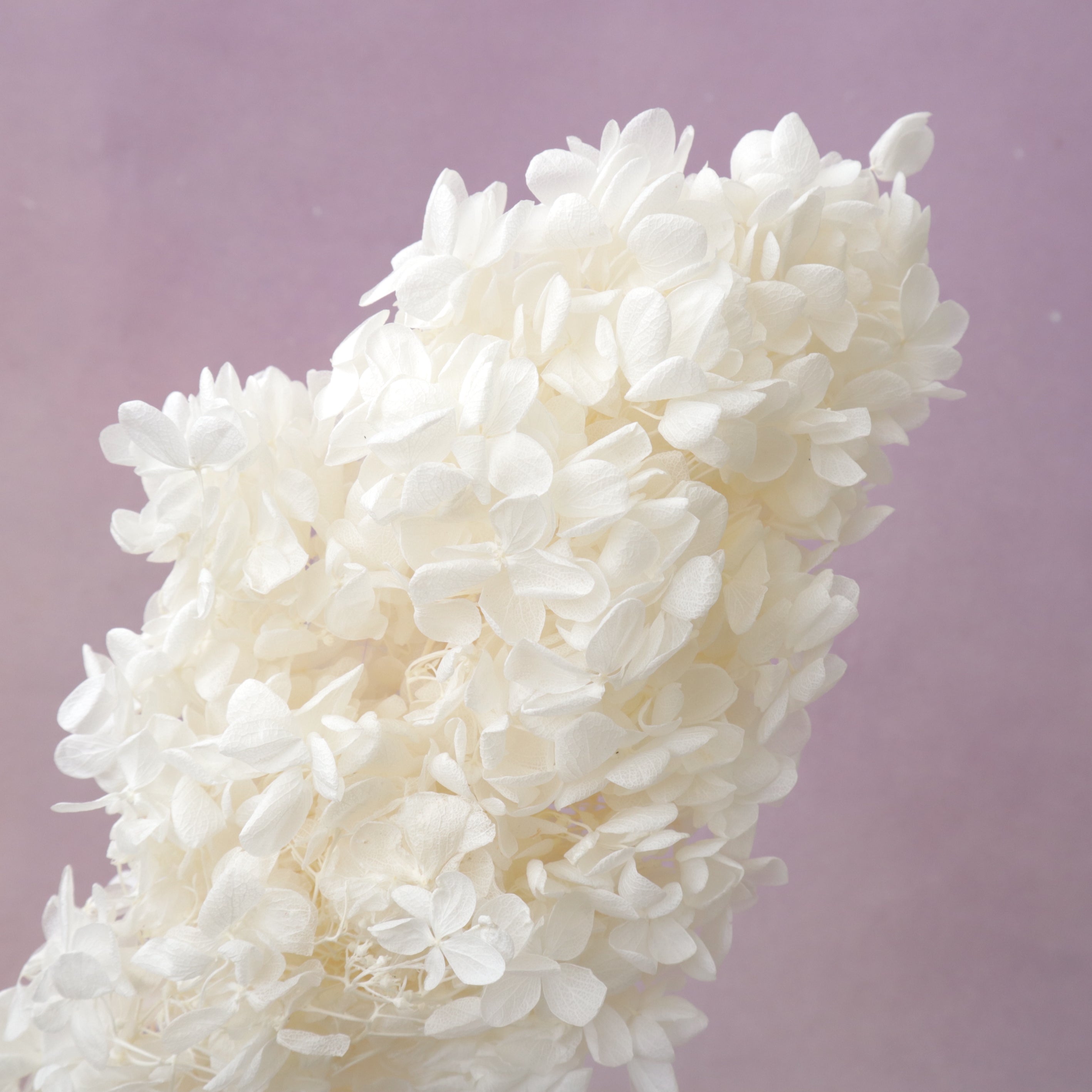 Paniculata Hydrangea Creamy White