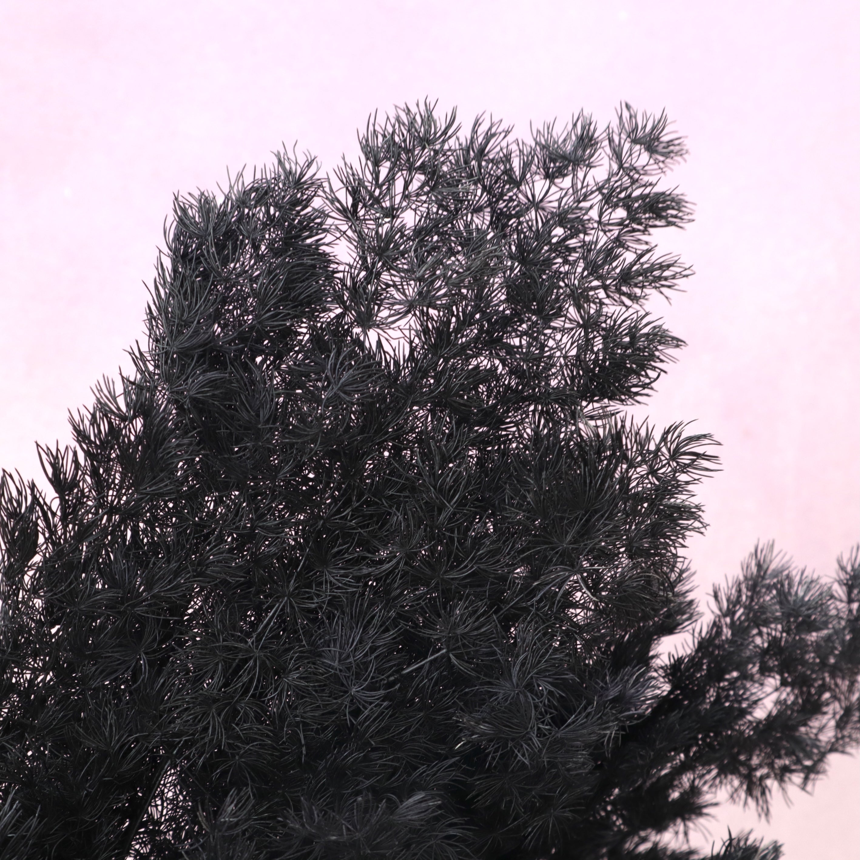 Ming Fern Black