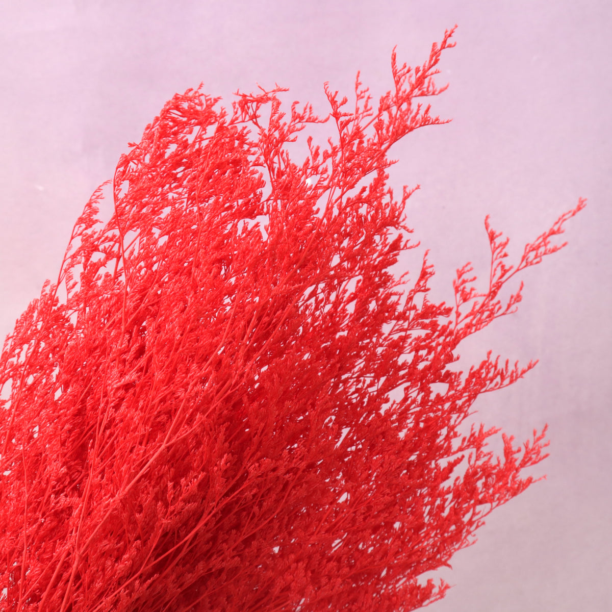 Misty Bleached Red
