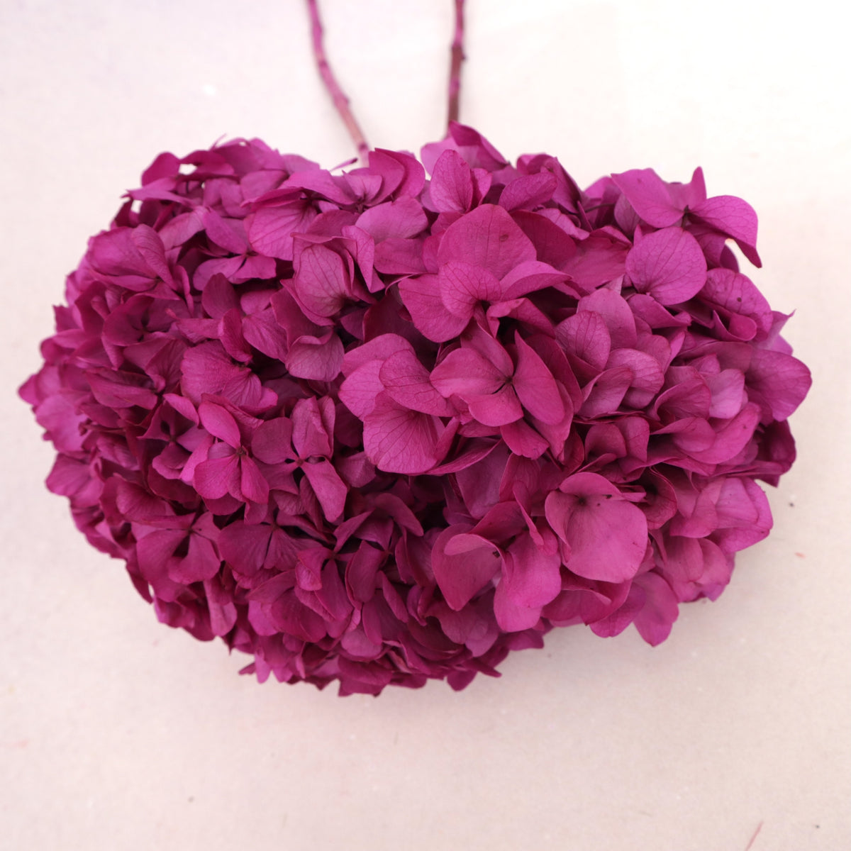 Hydrangea Bigleaf Magenta