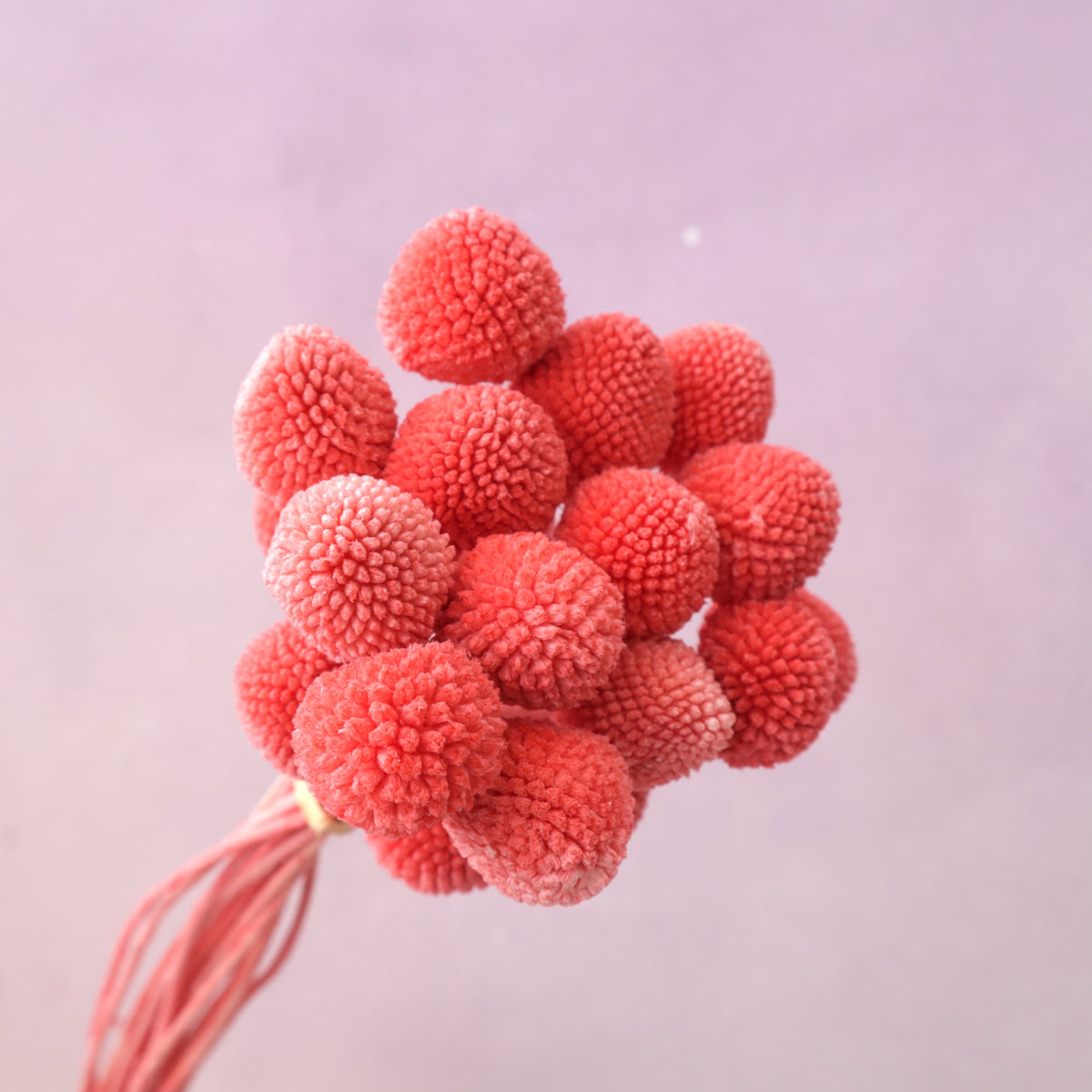 Billy Button Watermelon Red