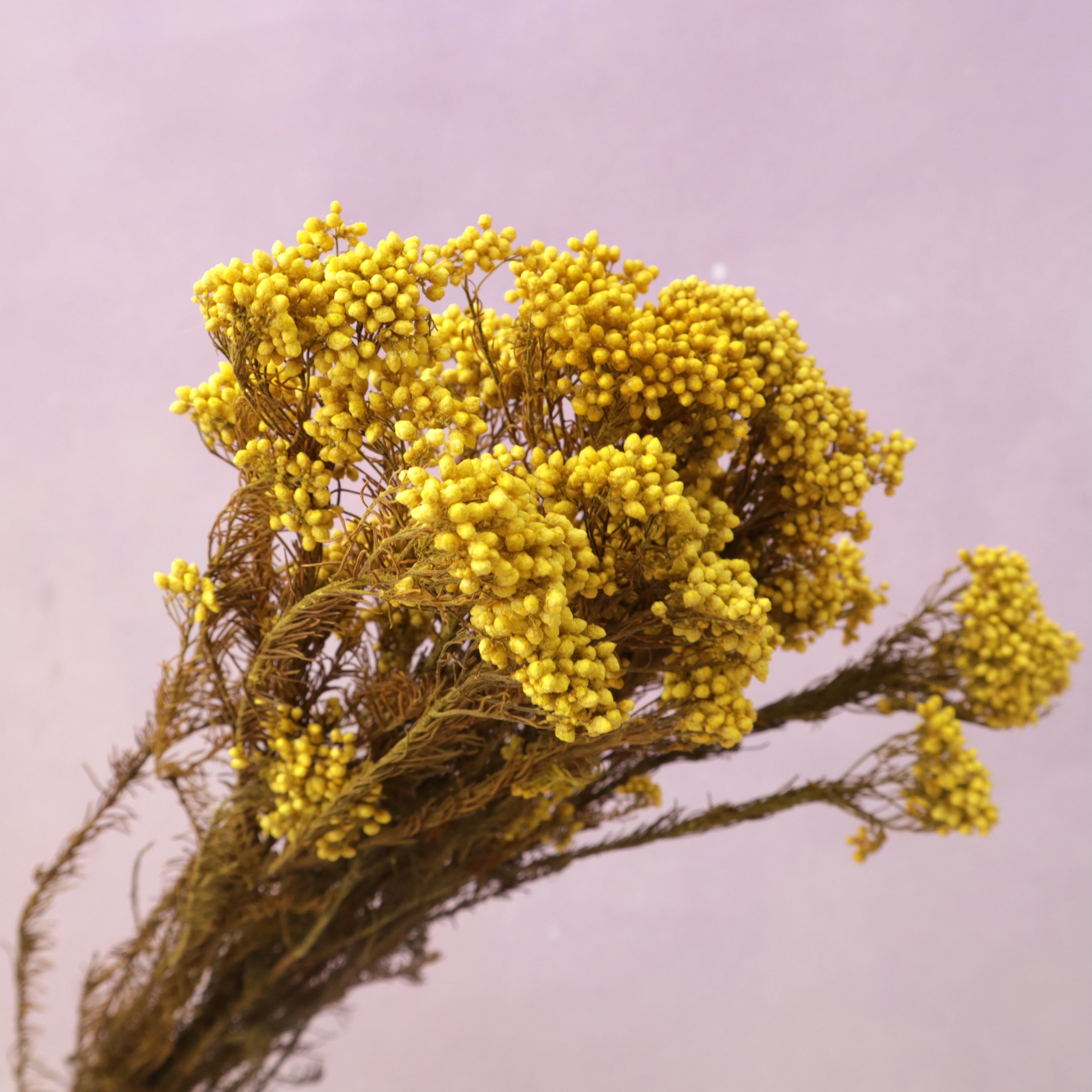 Rice Flower Yellow