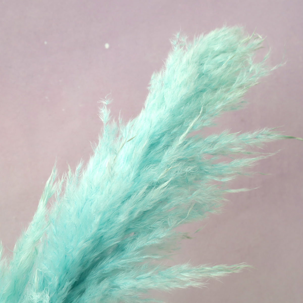 Pampas Grass Turquoise
